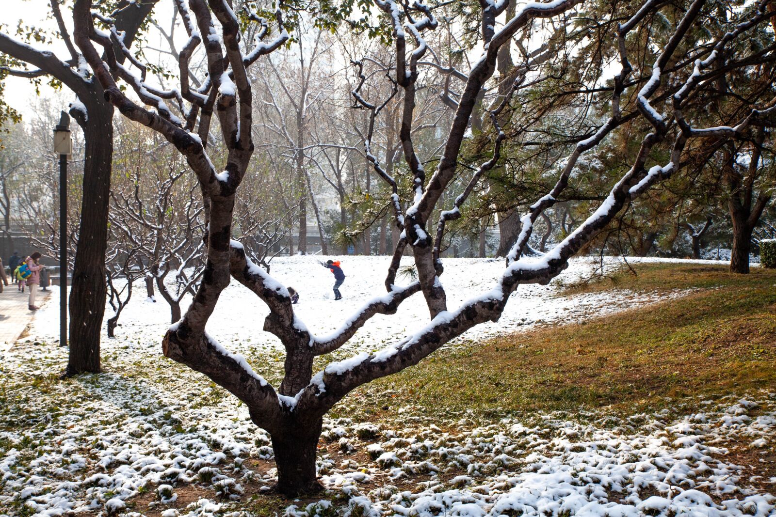 Canon EOS 5D Mark II sample photo. Snow, trees, winter forest photography