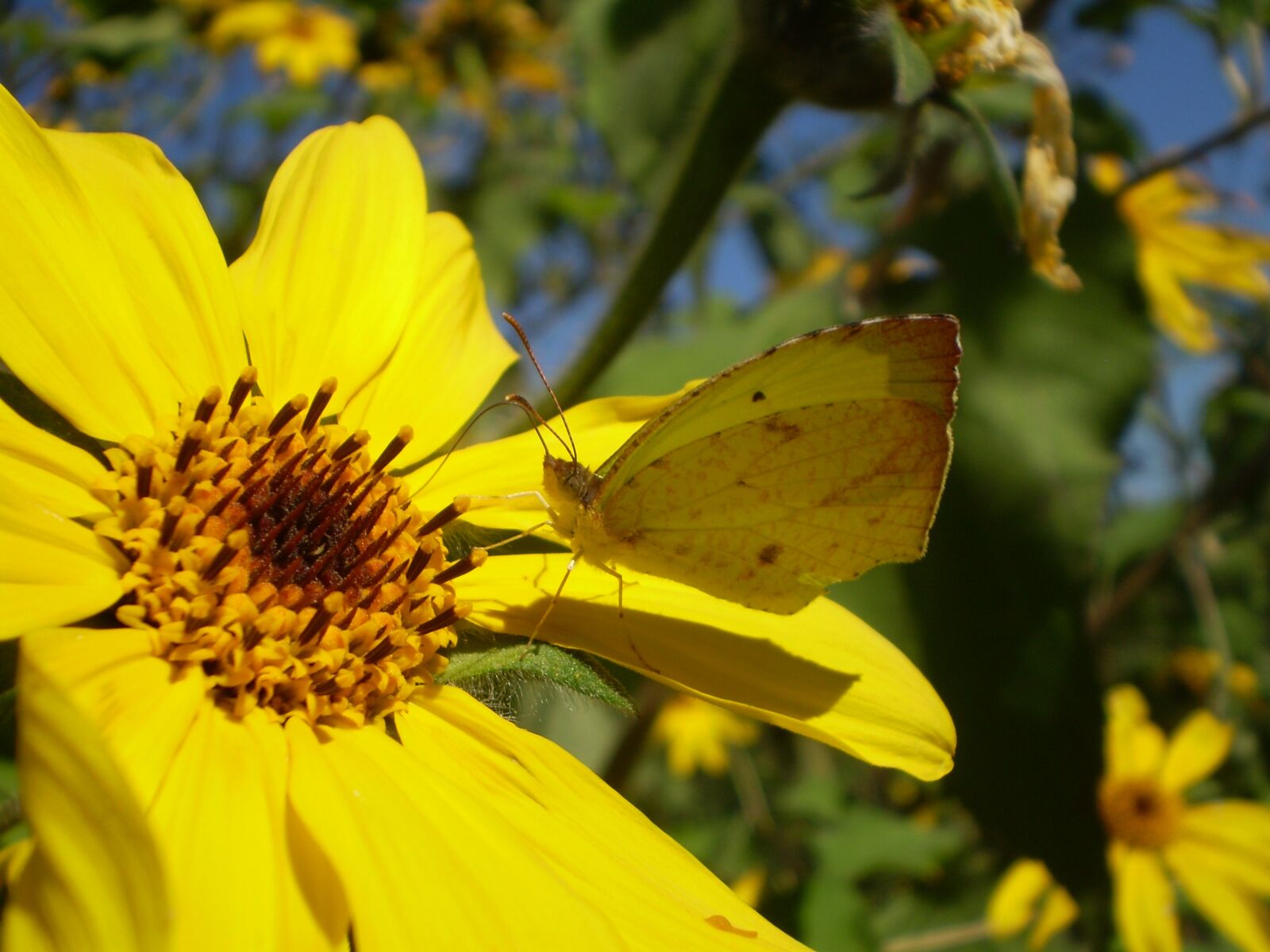 Olympus FE210,X775 sample photo. Flowers yellow, spring, butterfly photography