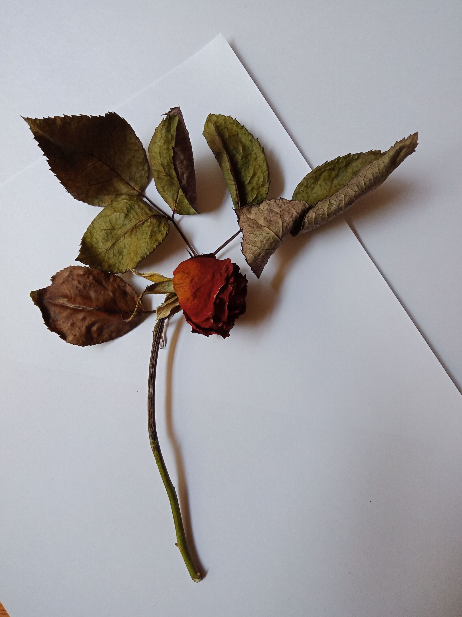 OPPO F5YOUTH sample photo. Rose, old rose, flower photography