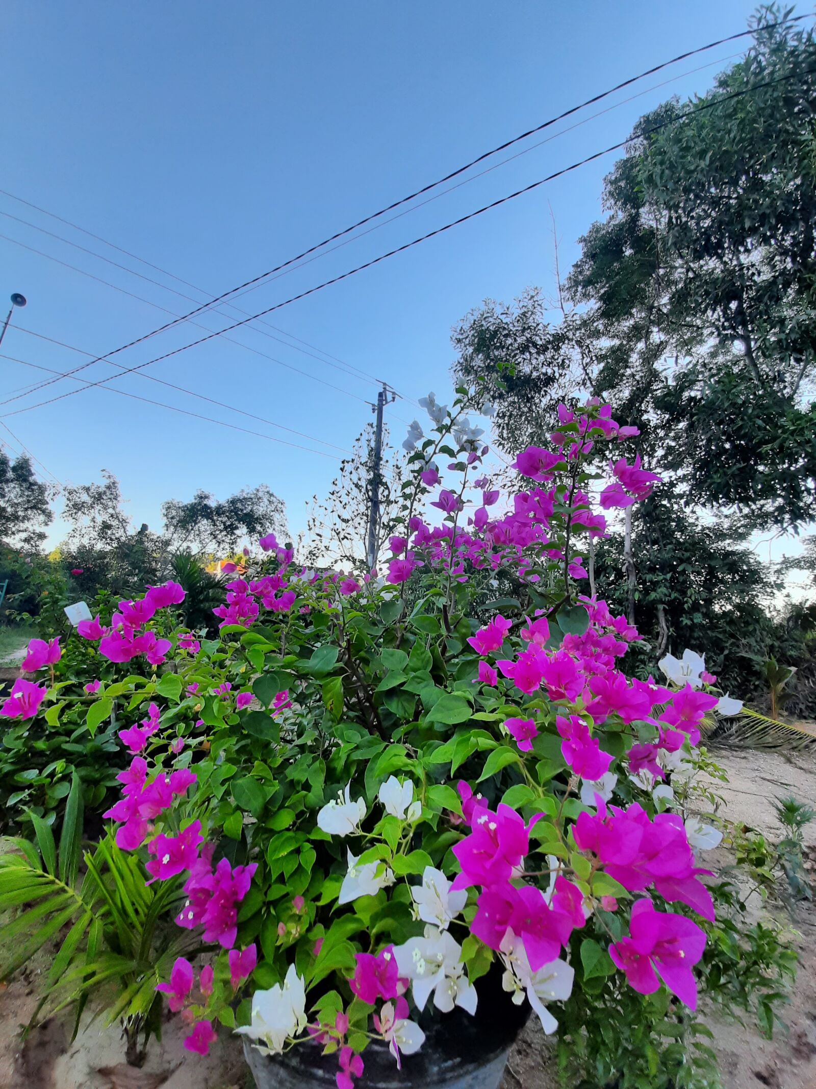 Samsung SM-M215F sample photo. Flower, flower seconds, heaven photography