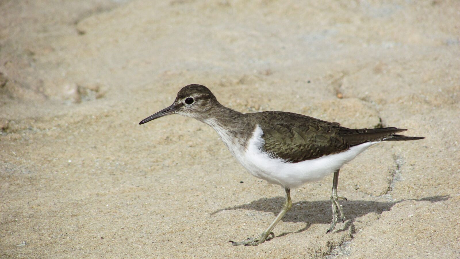 Canon PowerShot SX400 IS sample photo. Stint, seabird, migratory photography