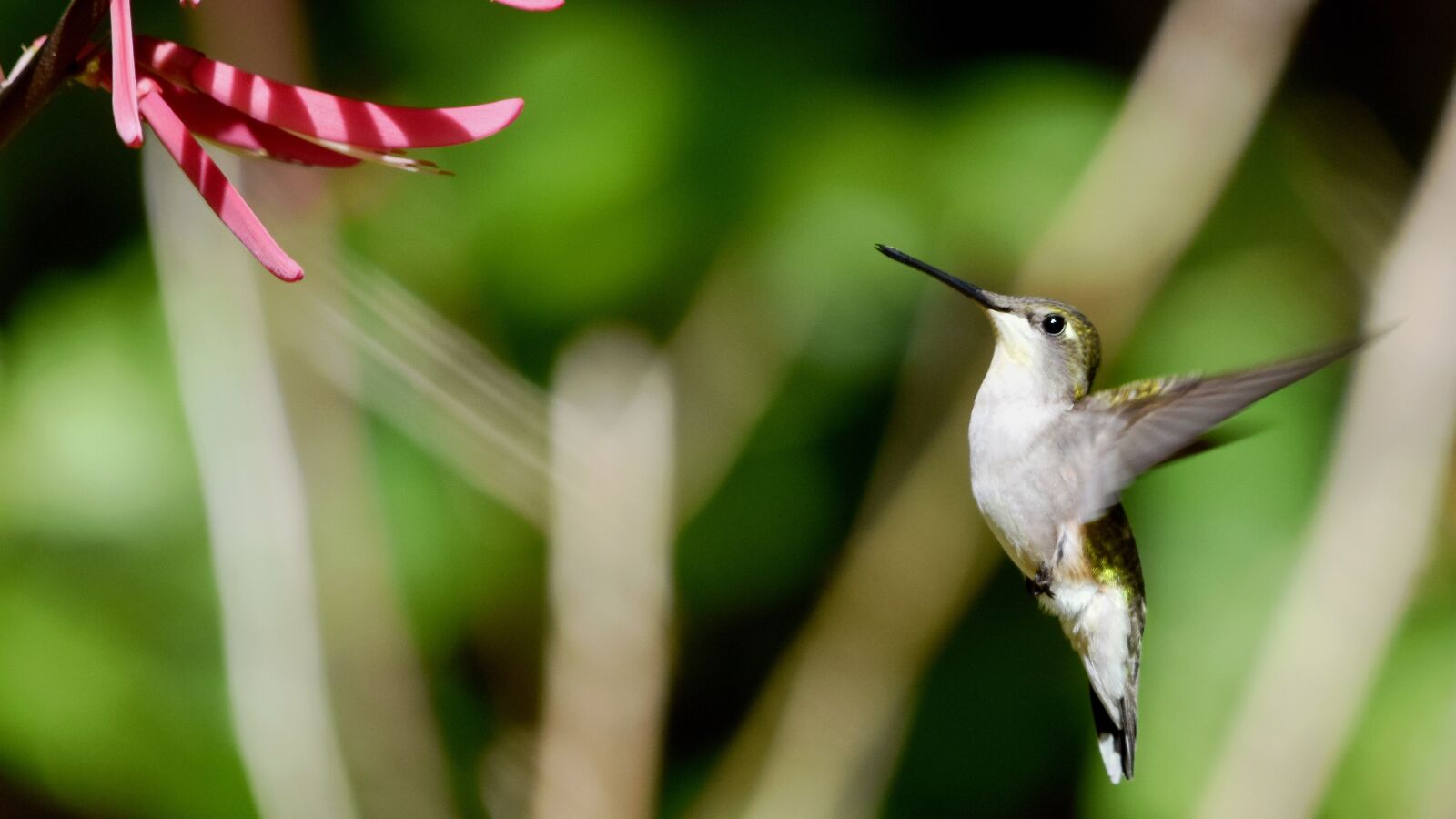 Nikon D7200 sample photo. Hummingbird, bird, avian photography