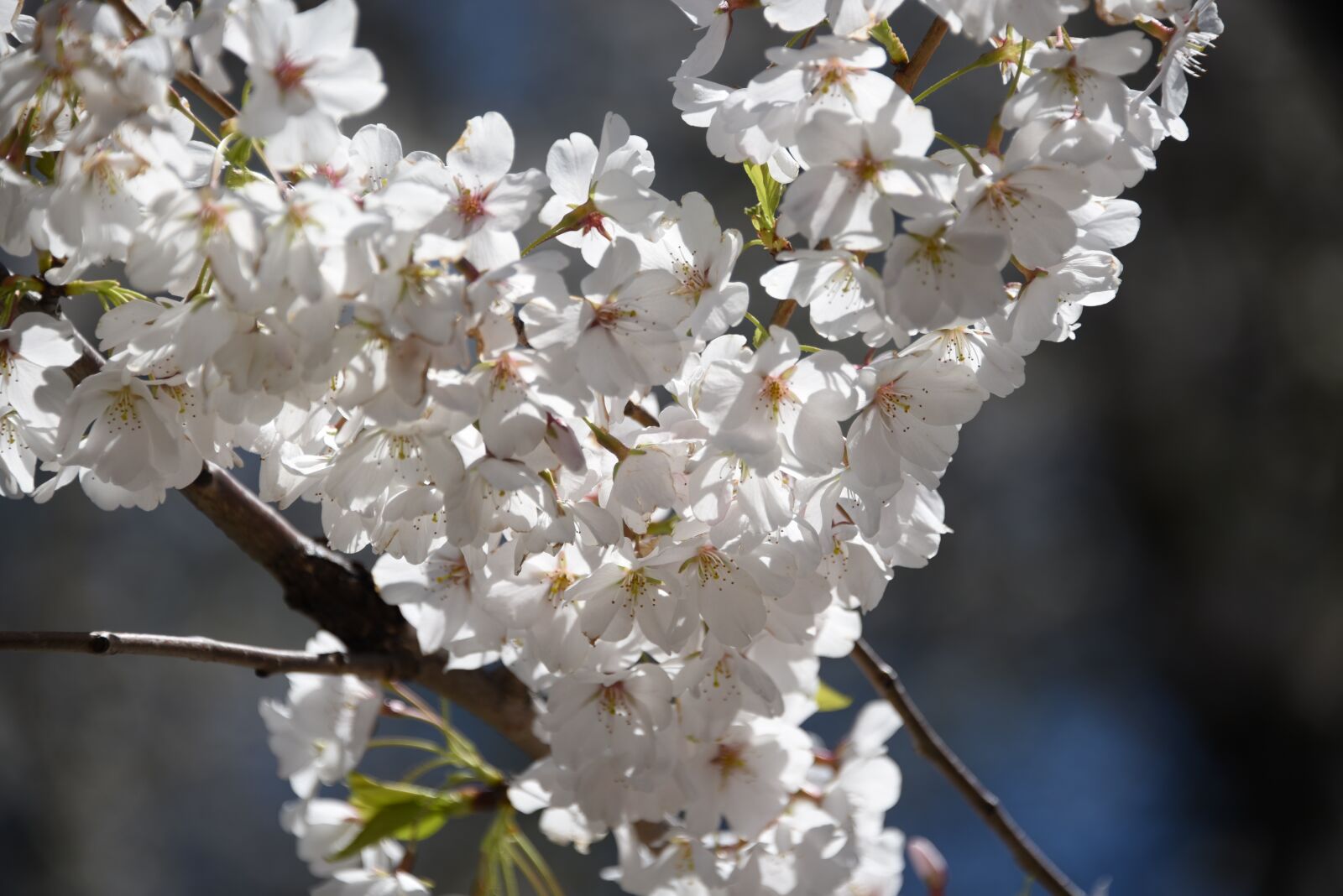 Nikon D750 sample photo. Flowers, tree, spring photography