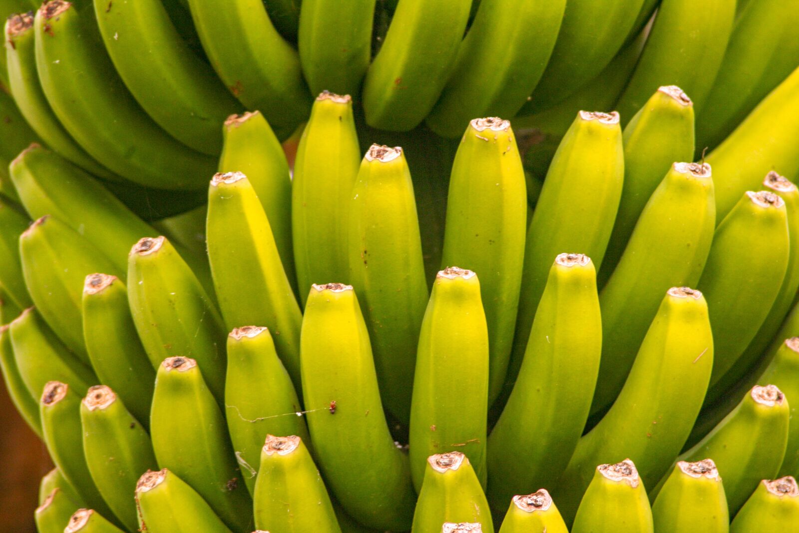 Canon EOS 350D (EOS Digital Rebel XT / EOS Kiss Digital N) sample photo. Banana, fruit, food photography