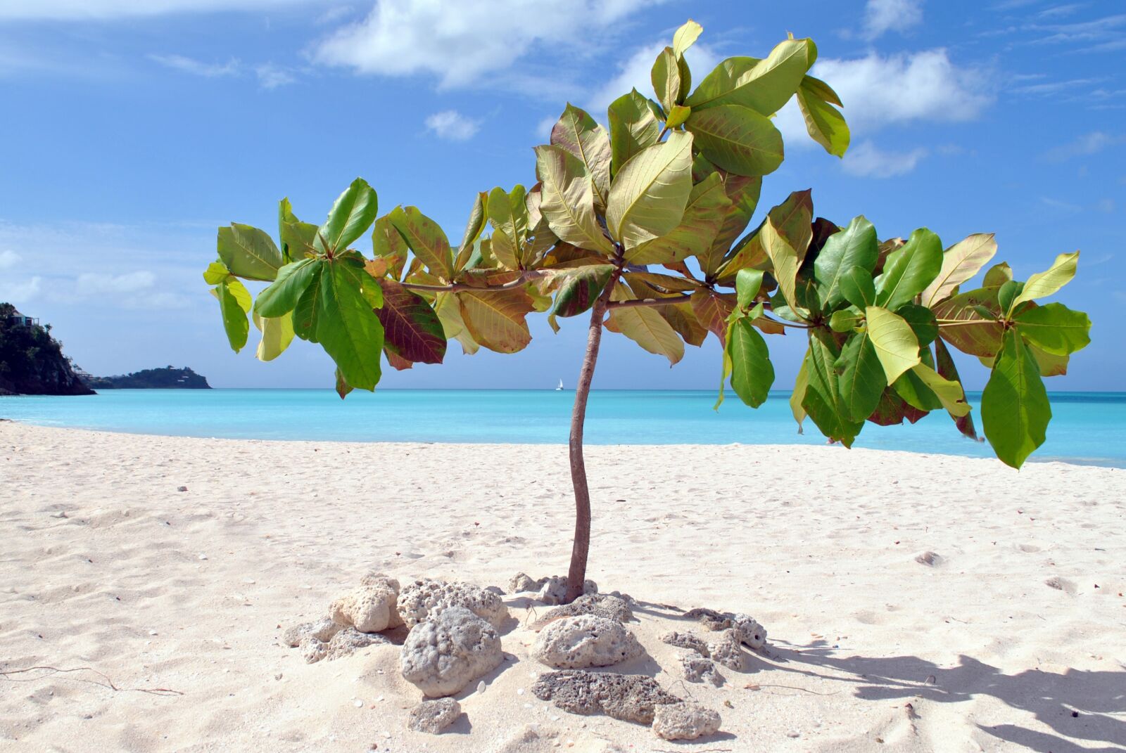 Nikon D3000 sample photo. Antigua, caribbean, stand photography
