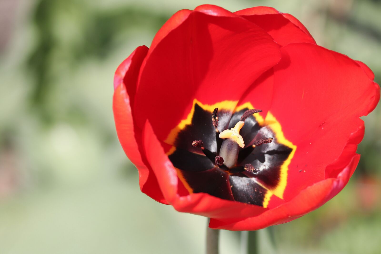 Canon EOS 200D (EOS Rebel SL2 / EOS Kiss X9) sample photo. Tulip, red, inside photography