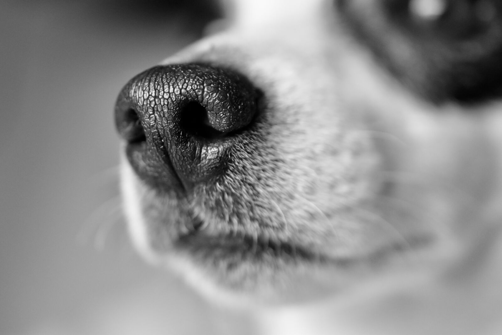 Nikon D5600 sample photo. Jack russel, snout, whiskers photography