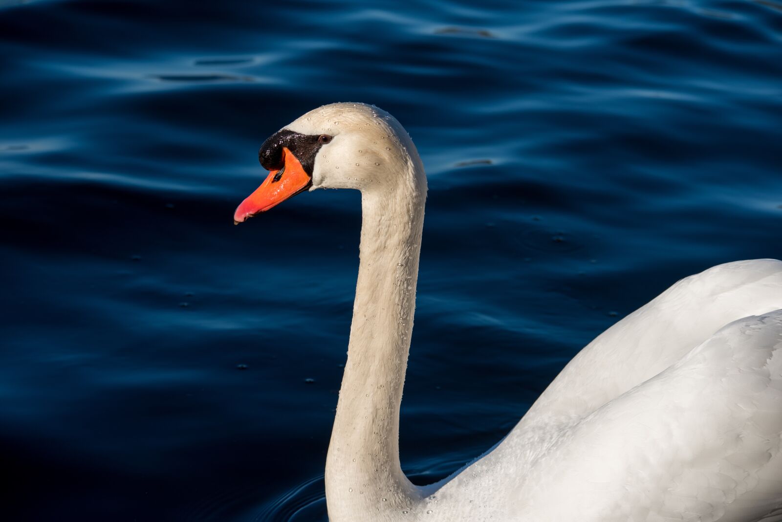 Nikon D810 sample photo. Swan, fowl, wildlife photography