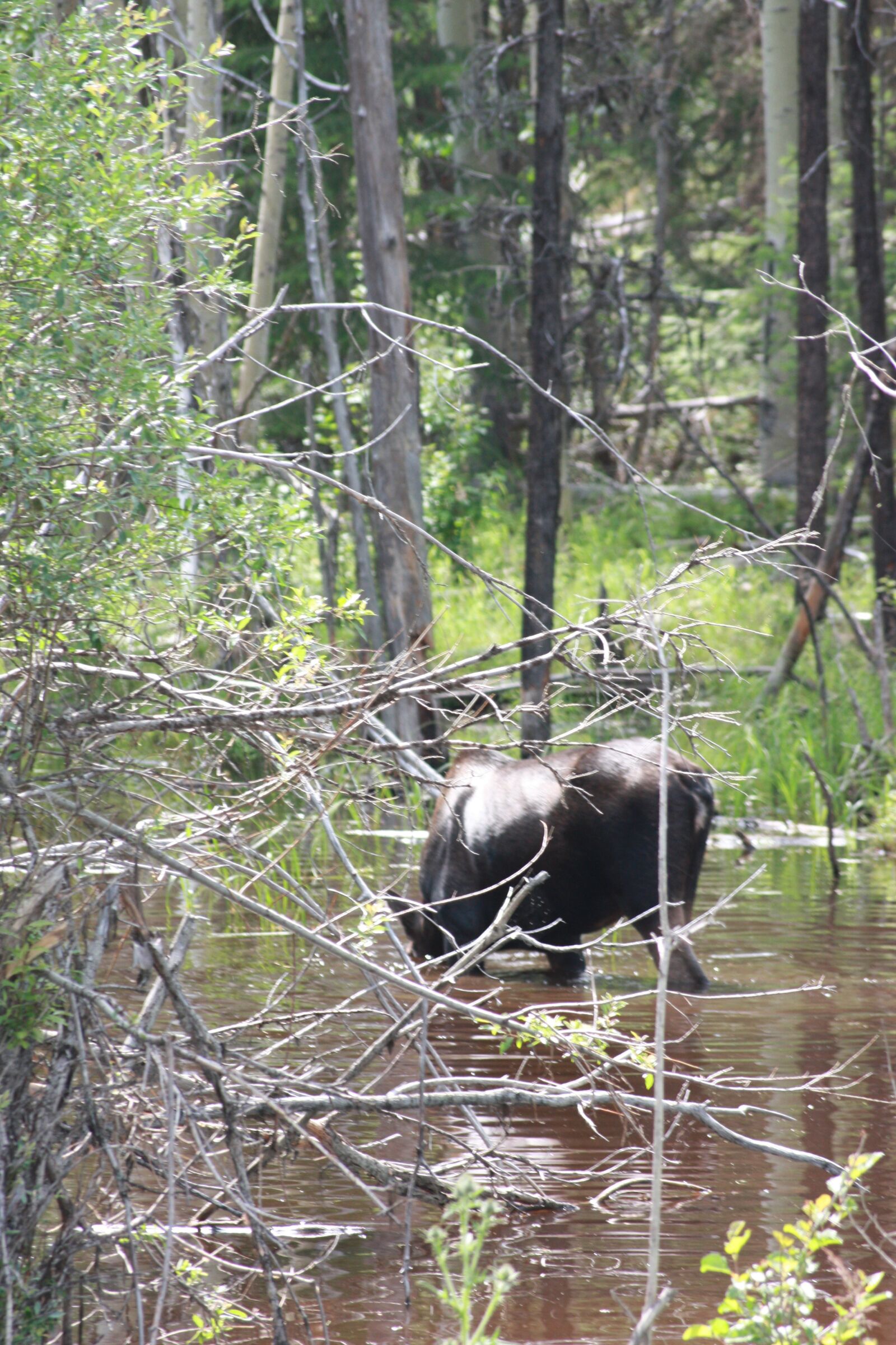 Canon EOS 450D (EOS Rebel XSi / EOS Kiss X2) sample photo. Moose, nature, wildlife photography