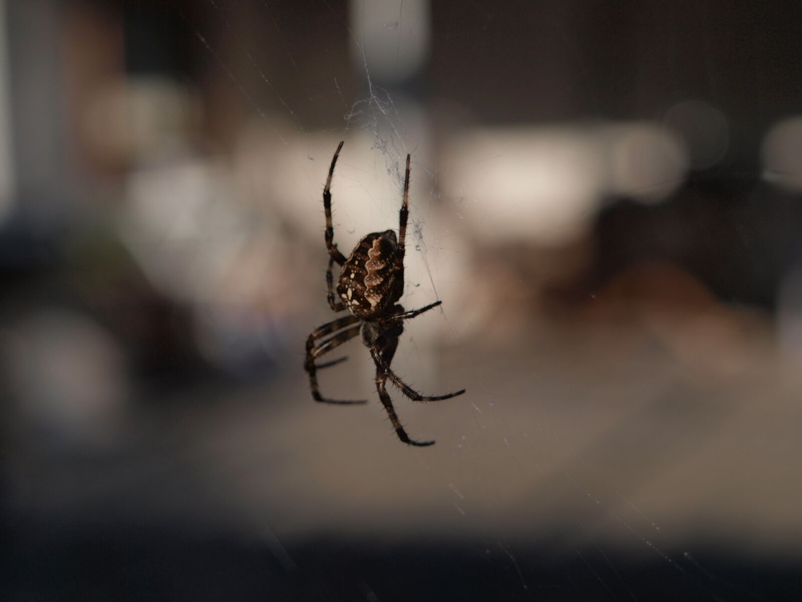 Olympus E-420 (EVOLT E-420) sample photo. Spider, nature, close up photography