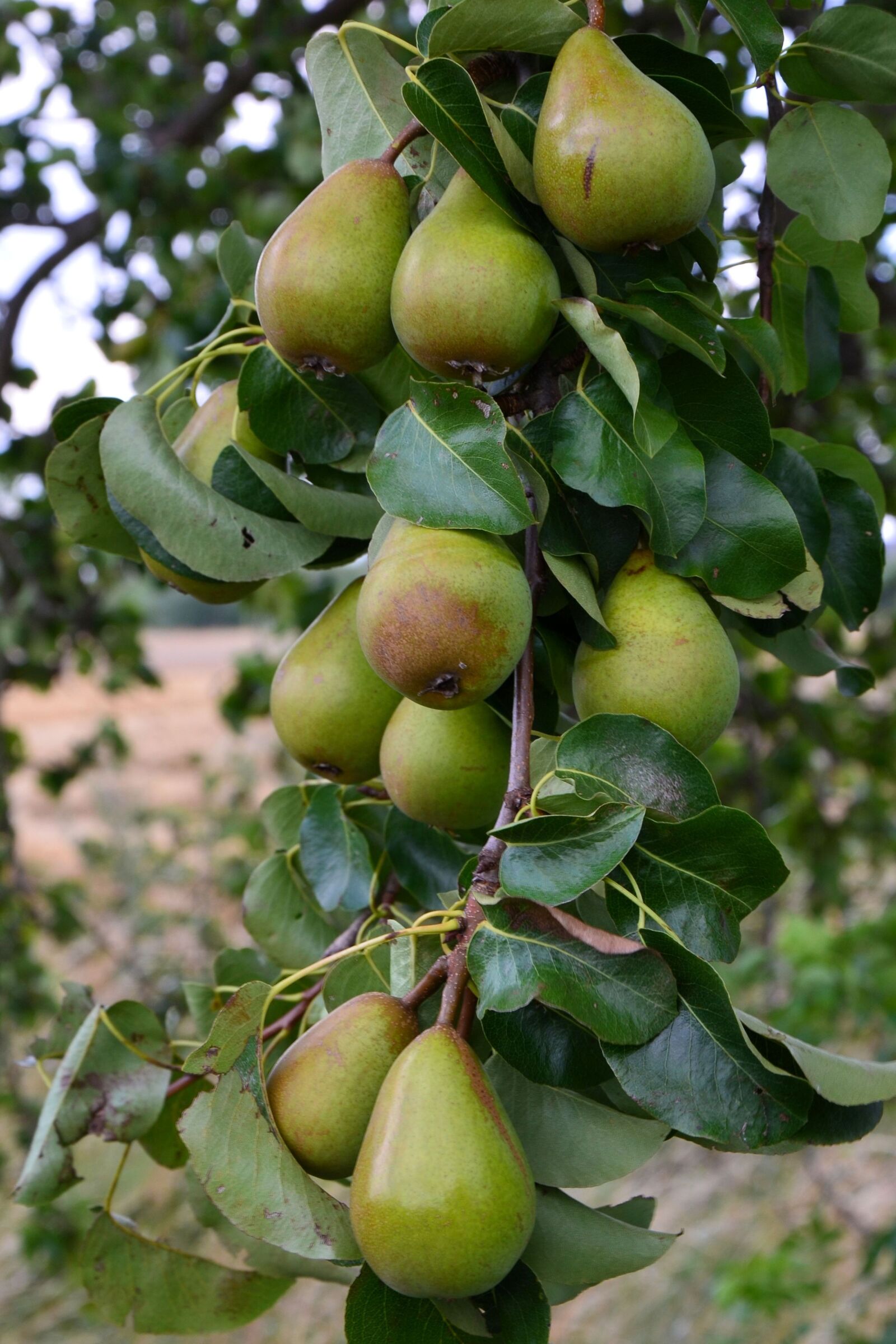 Nikon D5100 sample photo. Pears, pear, branch photography