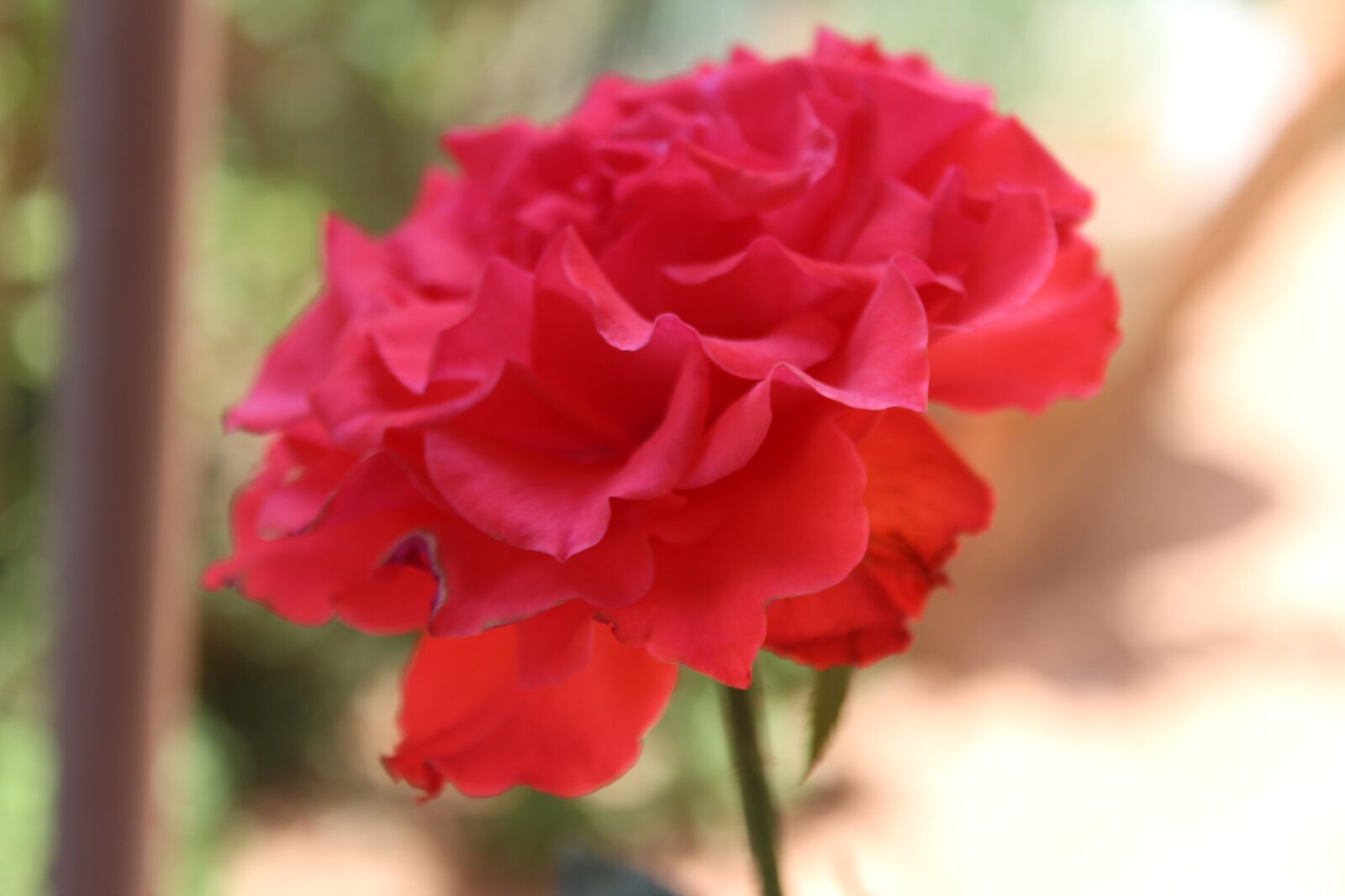 Canon EOS 1300D (EOS Rebel T6 / EOS Kiss X80) sample photo. Red rose, flower, rose photography
