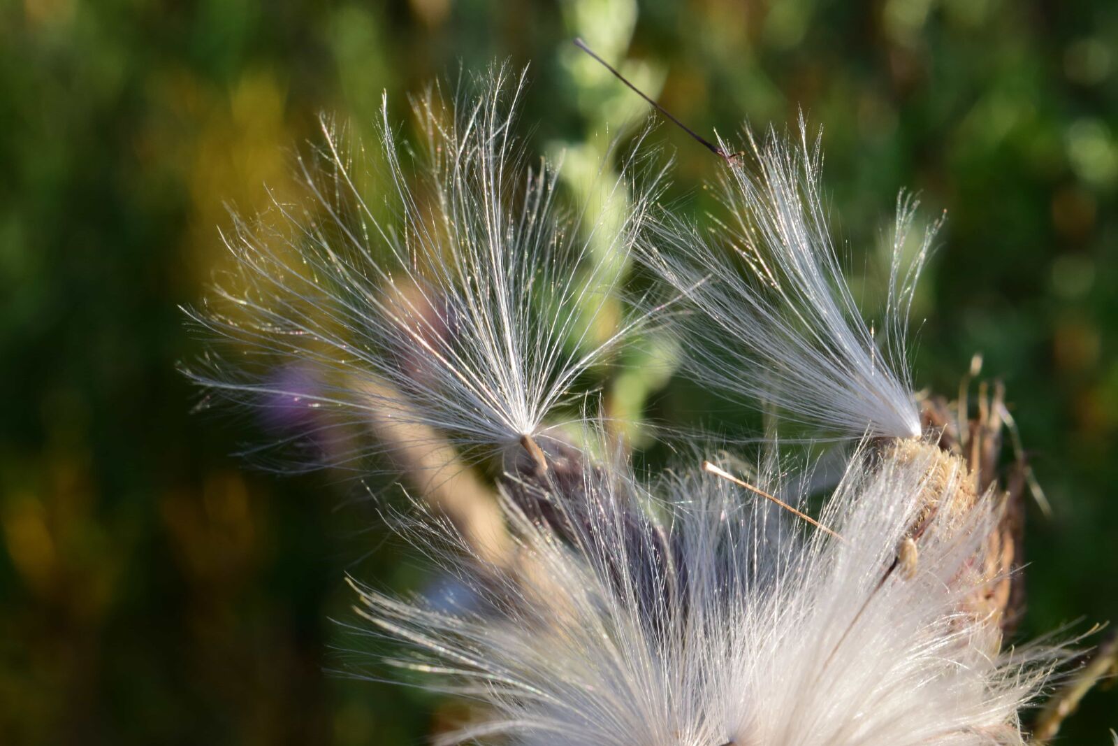 Nikon D3300 sample photo. Nature, flower, flora, dandelion photography