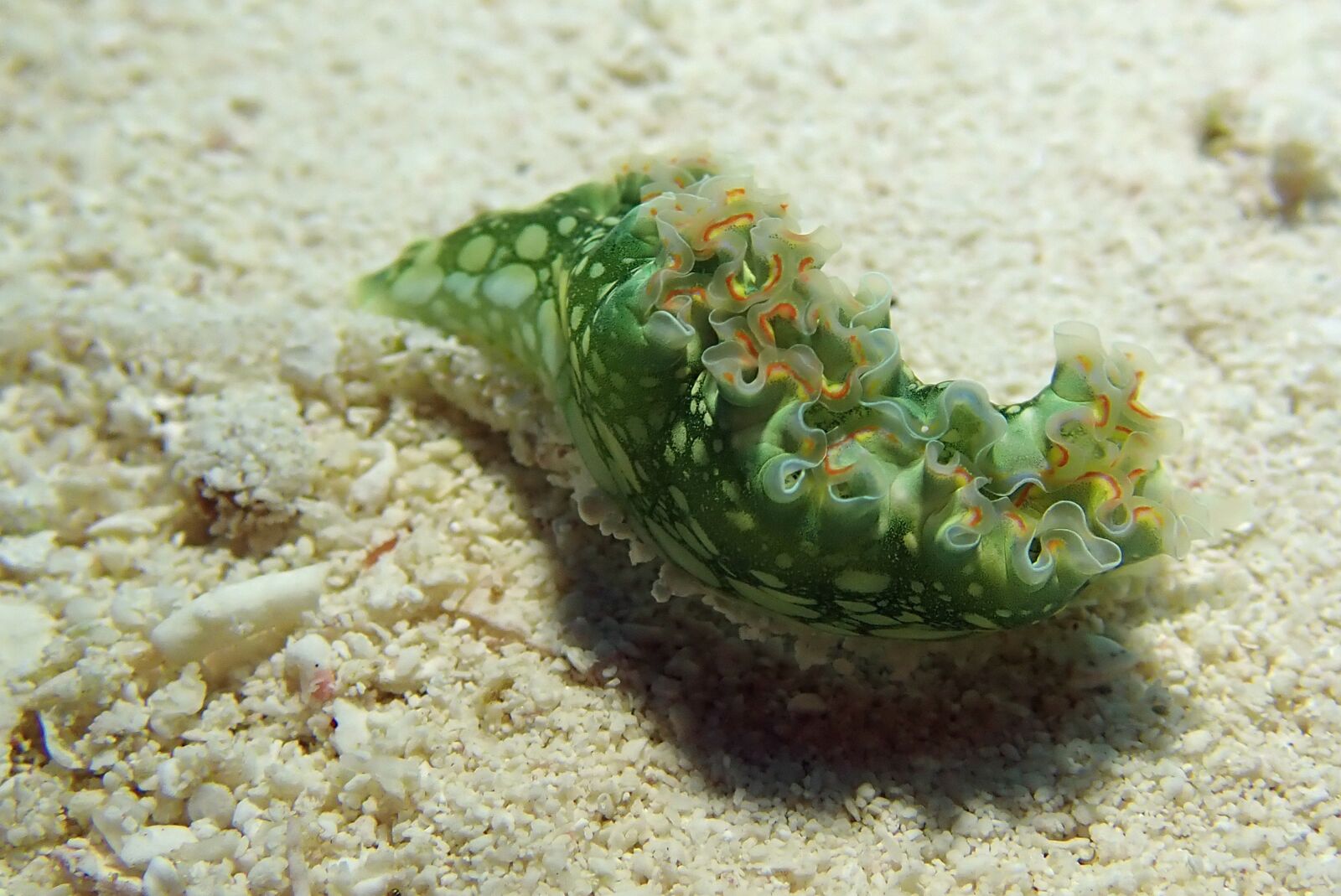 Olympus TG-5 sample photo. Nudibranch, underwater, marine photography