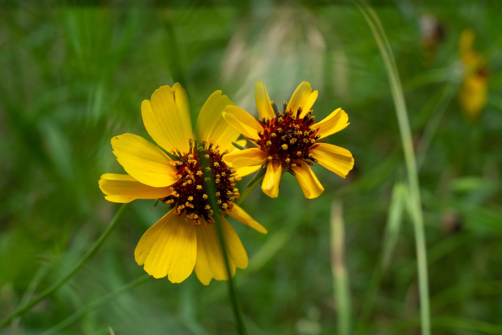 Sony a7 II + Sony FE 50mm F1.8 sample photo. Green, flower, nature photography