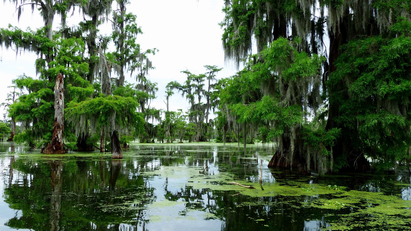 Panasonic Lumix DMC-FZ200 sample photo. Bayou, louisiana, marsh photography