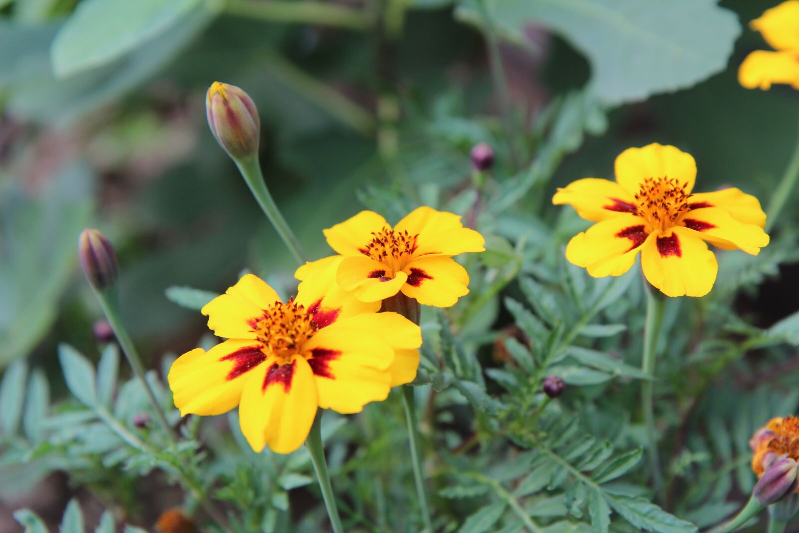 Canon EOS 600D (Rebel EOS T3i / EOS Kiss X5) sample photo. Carnation of india, eyelet photography