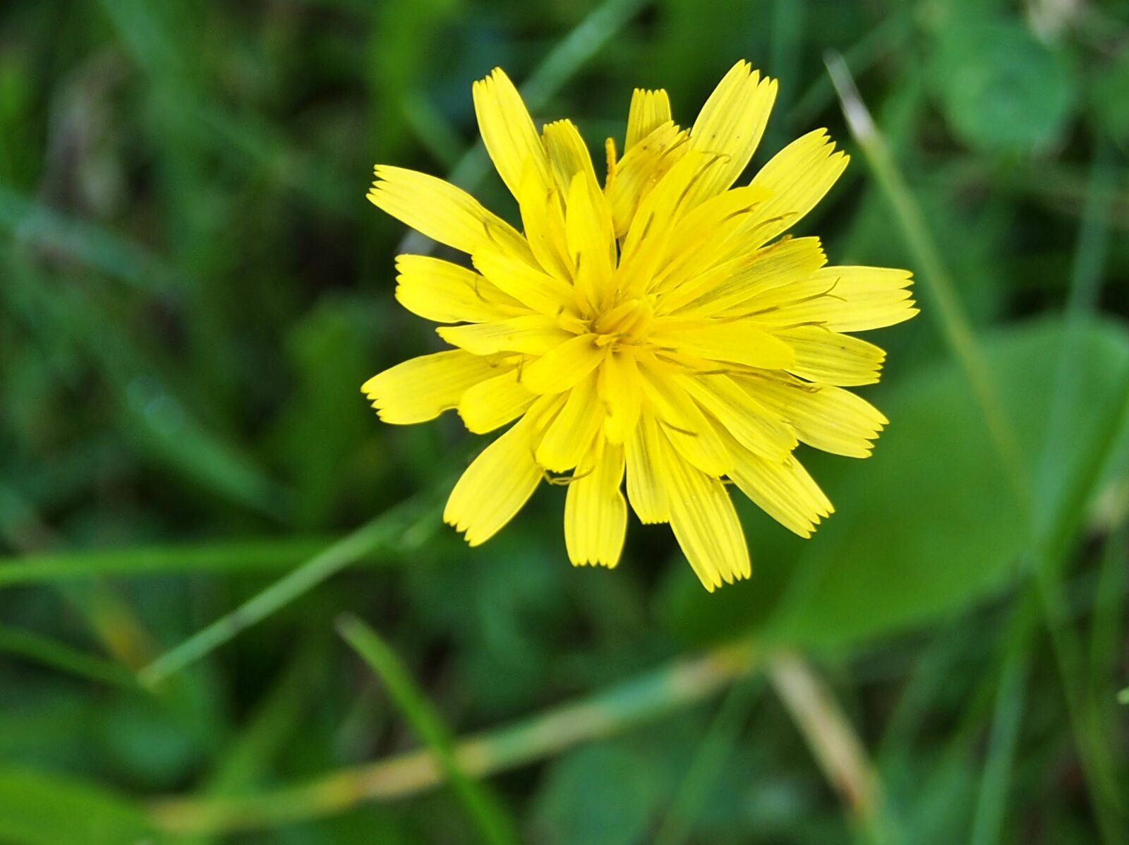Olympus OM-D E-M5 sample photo. Yellow flower, meadow, blossom photography