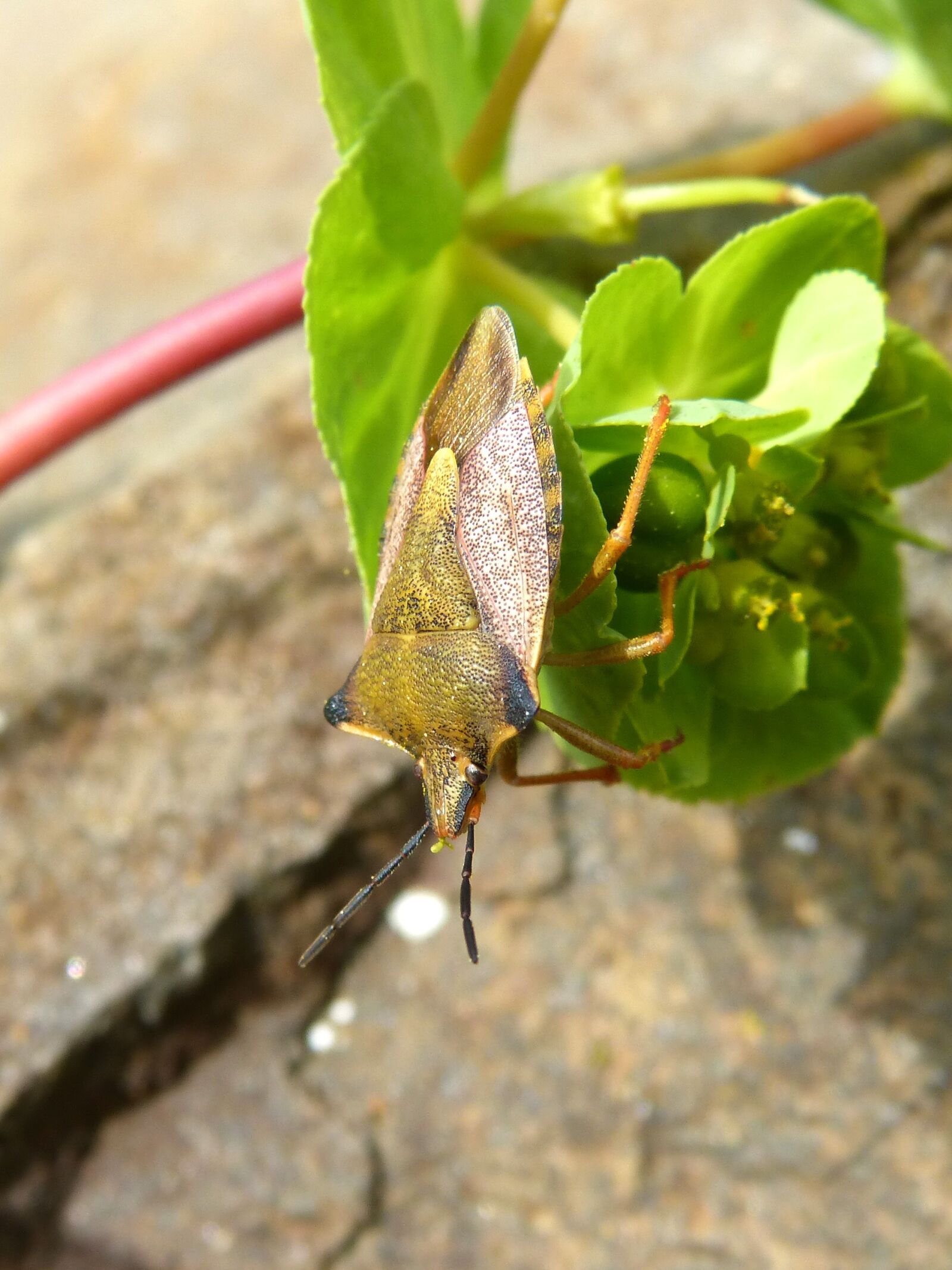 Panasonic DMC-FZ62 sample photo. I pentatomid, dolycoris baccarum photography