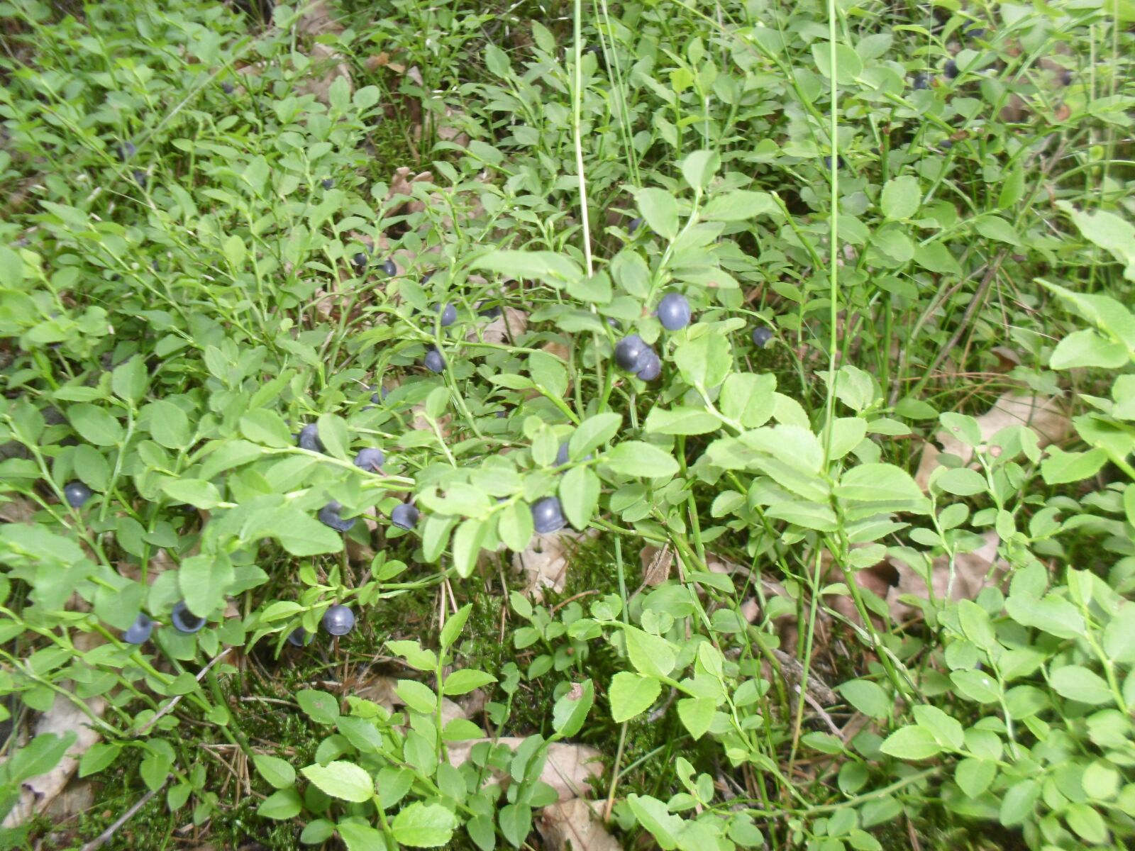 Samsung ES60 / VLUU ES60 /  SL105 /  ES63 sample photo. Summer, berries, forest photography
