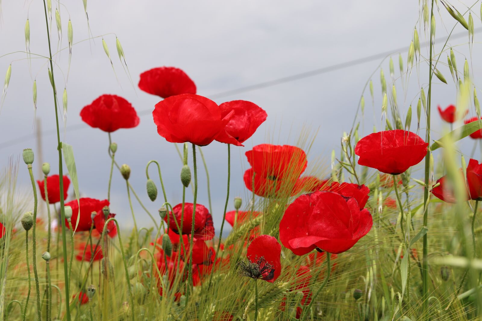 Canon EF-S 18-135mm F3.5-5.6 IS sample photo. Papaver rhoeas, flower, plant photography