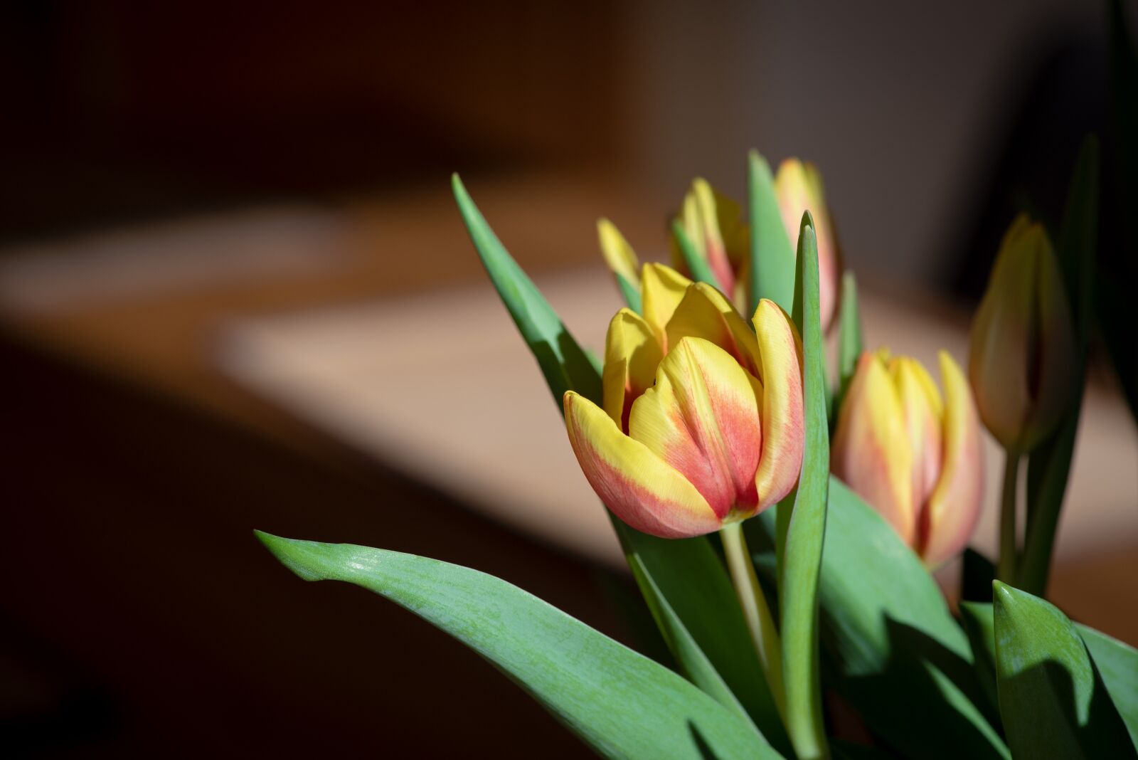 Nikon D750 sample photo. Flowers, tulips, tulip flower photography