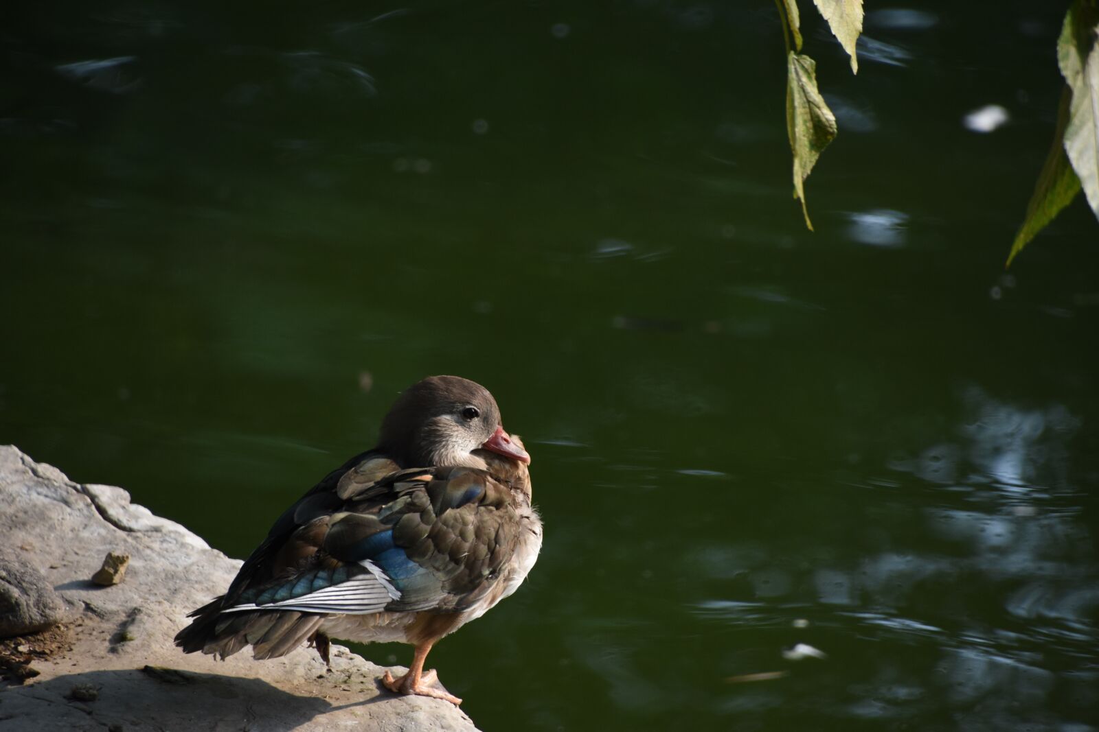 Nikon D7200 sample photo. Birds, brazilian teal, still photography