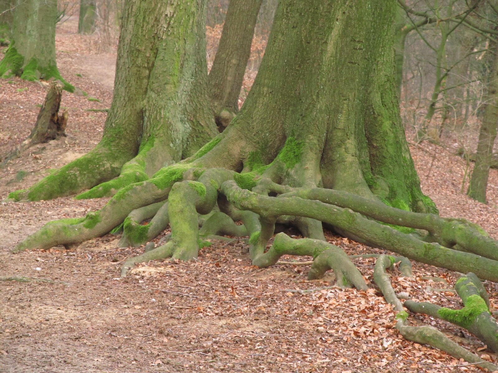 Canon PowerShot SX130 IS sample photo. Tree root, root, tree photography