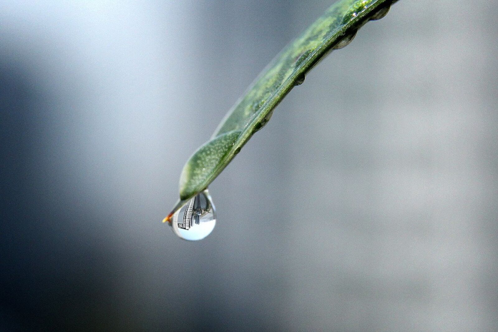 Canon EOS 60D sample photo. Raindrops, the water droplets photography