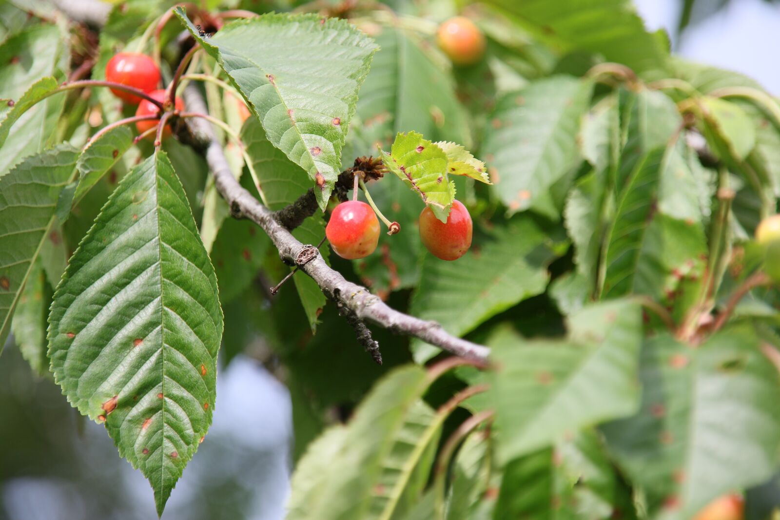 Canon EOS 7D Mark II sample photo. Cherry, wild, fruit photography