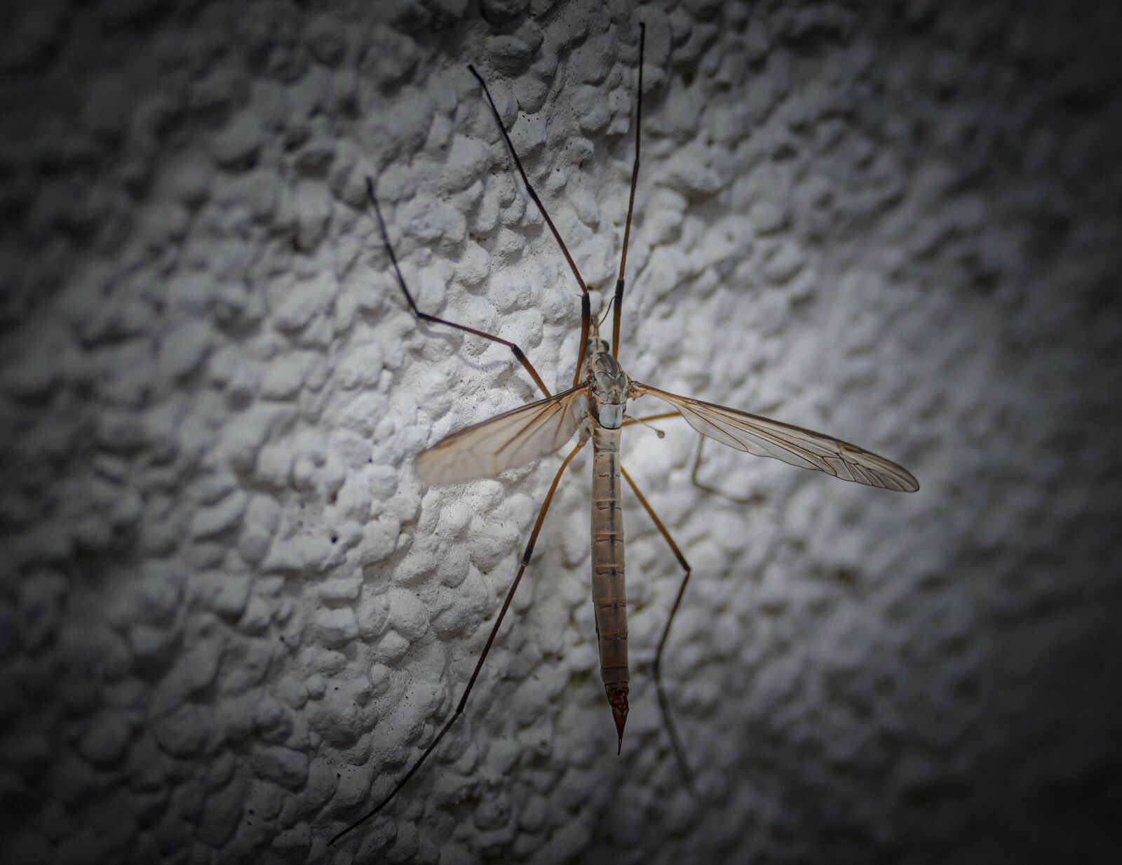 Panasonic Lumix DMC-FZ1000 sample photo. Insect, animal, nature photography