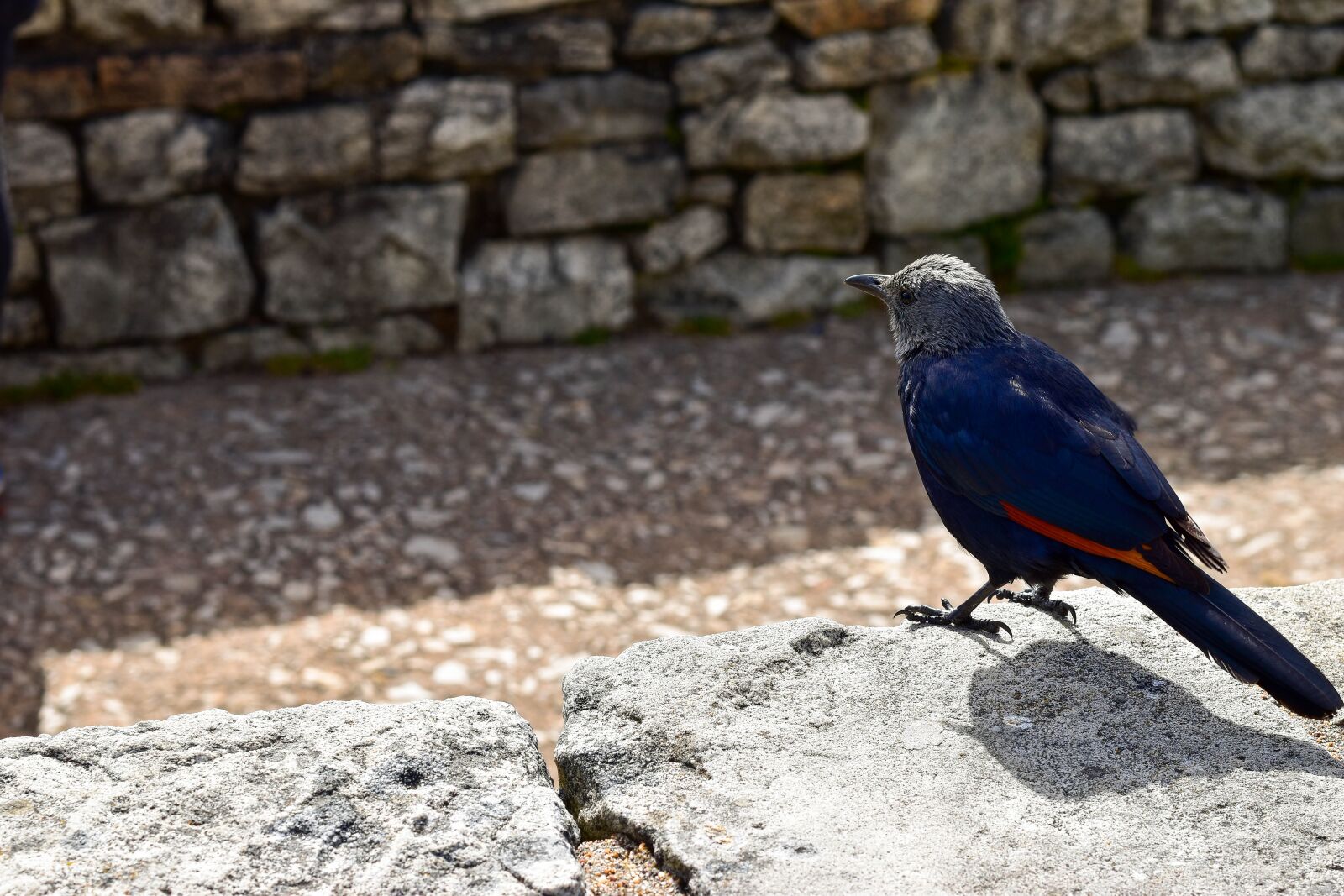 Nikon D5500 sample photo. Red winged african starling photography