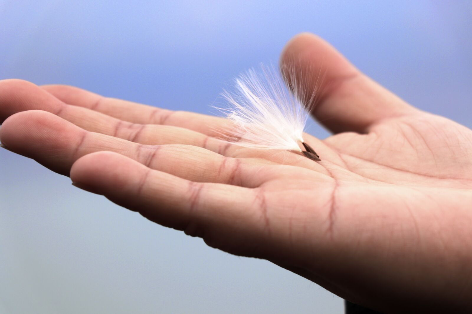 Canon EOS 77D (EOS 9000D / EOS 770D) sample photo. Hand, feather, dandelion photography