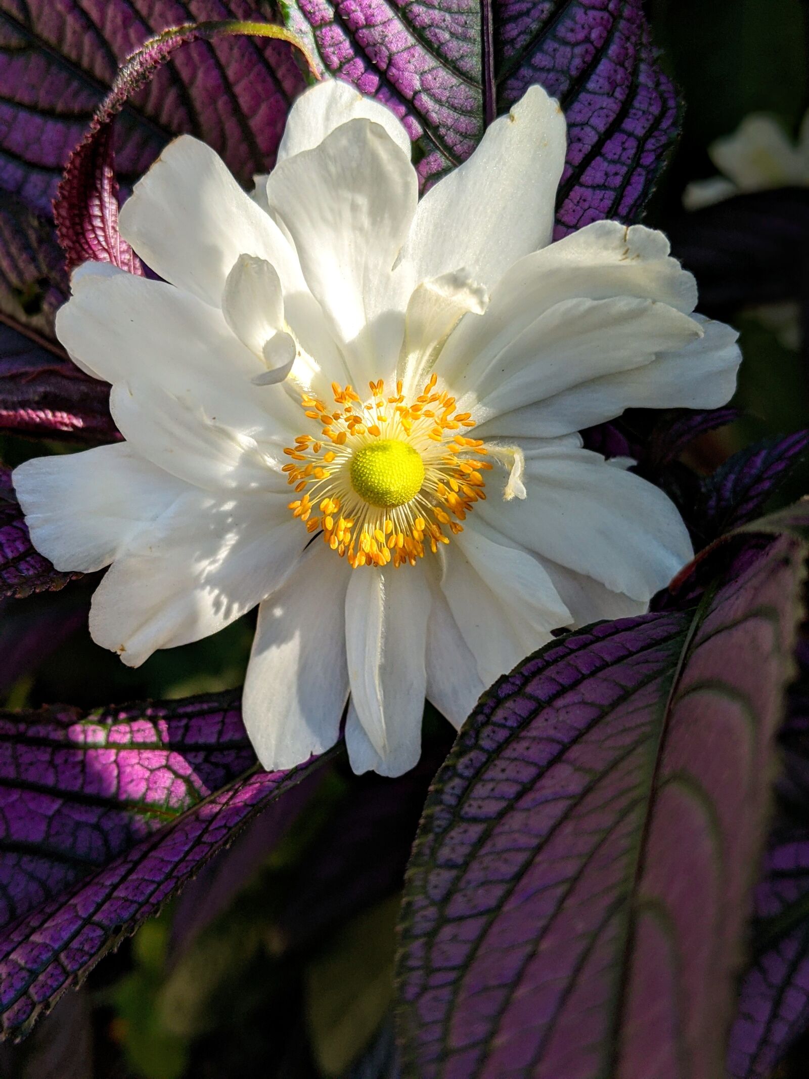 Google Pixel 3 XL sample photo. Anemone, white flower, purple photography