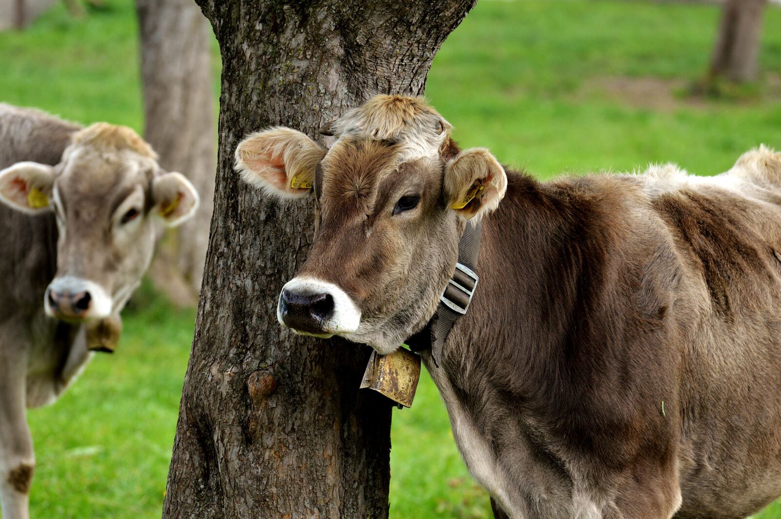 Nikon D3200 sample photo. Cow, allgäu, cows photography