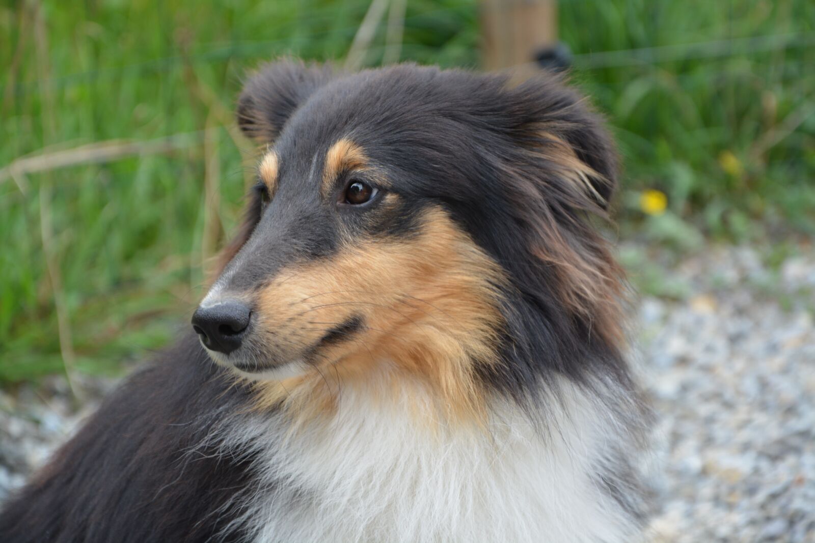 Nikon D5200 sample photo. Dog shetland sheepdog, profile photography