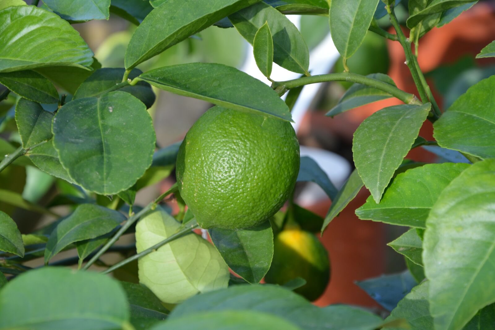 Nikon D5200 sample photo. Green lemon, citrus, fruit photography