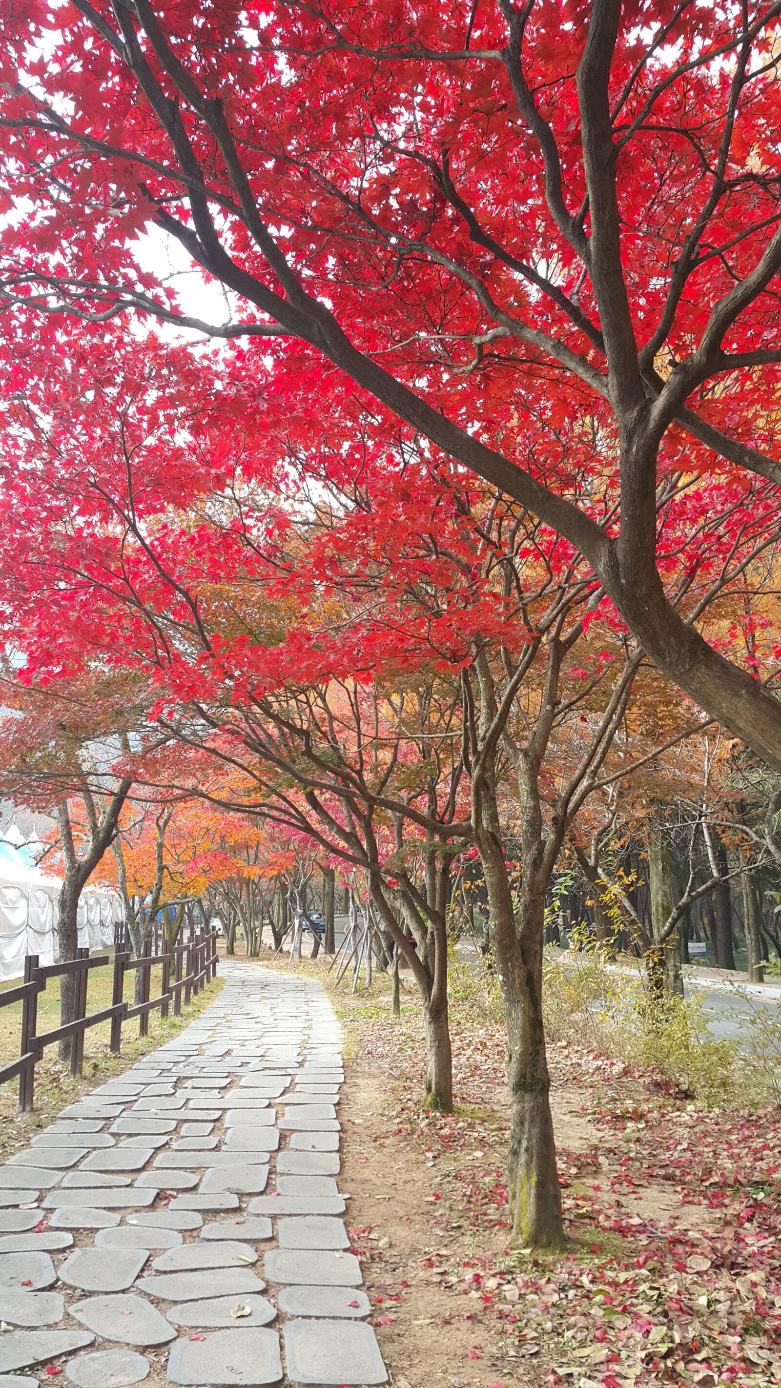 Samsung Galaxy Note4 sample photo. Gold mountain, autumn, autumn photography