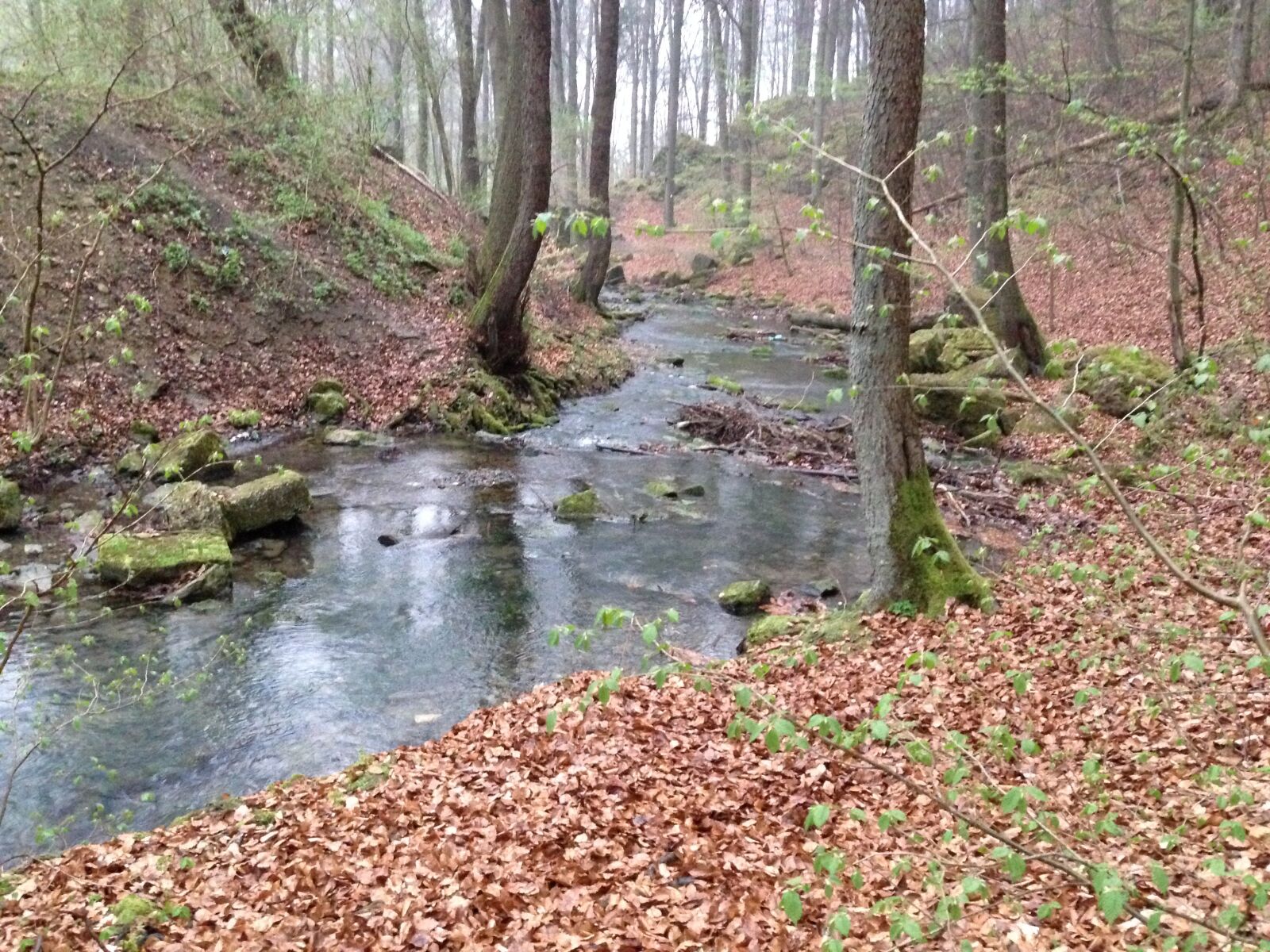 iPhone 5c back camera 4.12mm f/2.4 sample photo. Forest brook, forest, bach photography