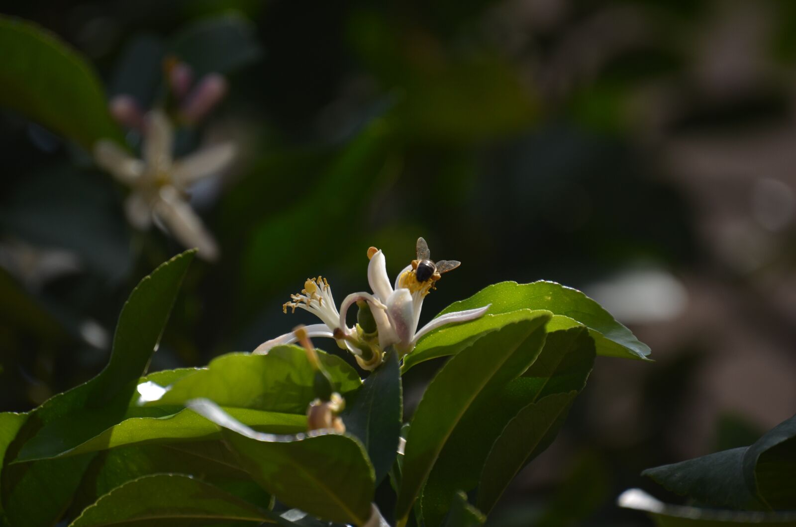 Nikon D5100 sample photo. Tree, macro, flower photography