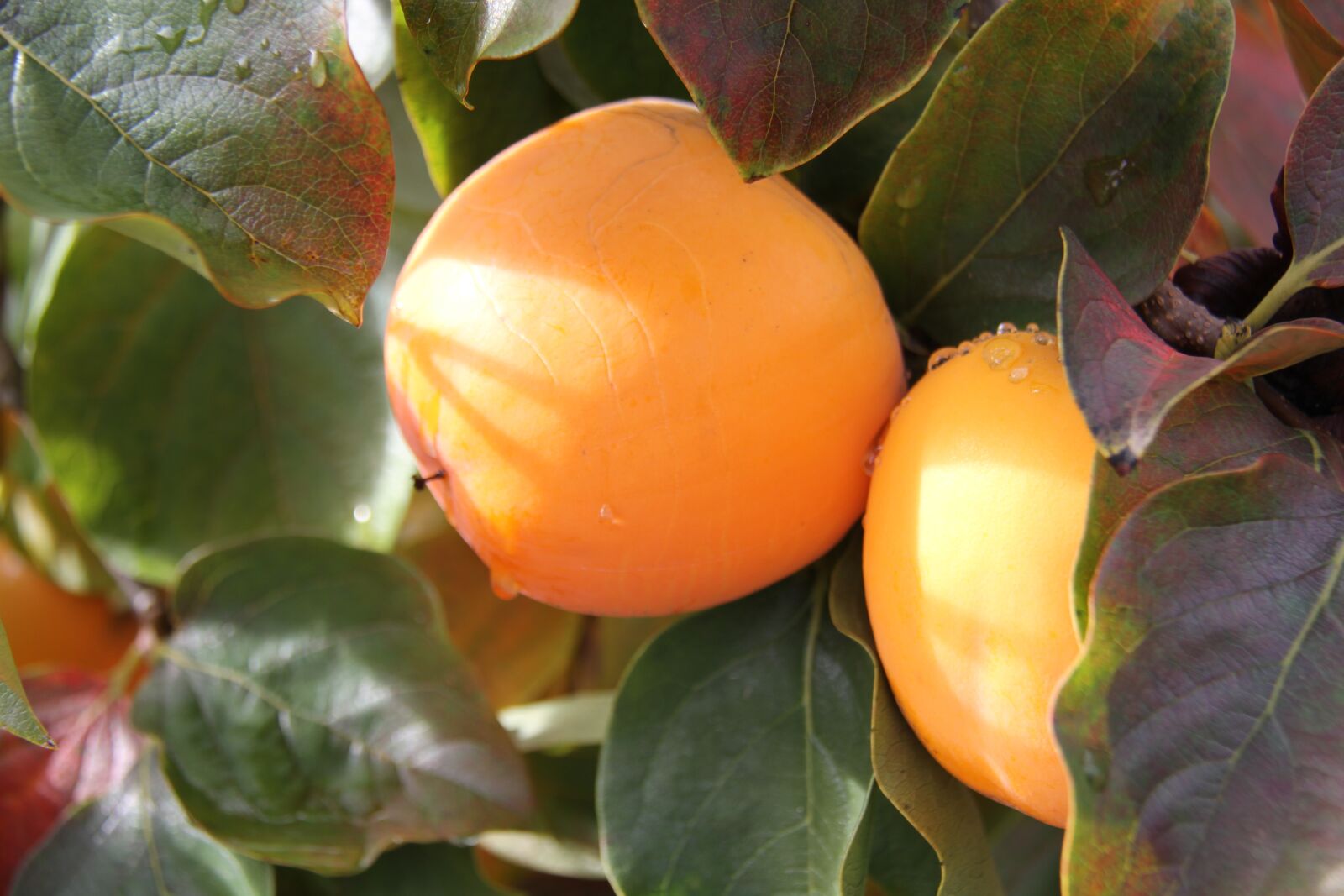 Canon EOS 7D sample photo. Khaki, orange, fruit photography