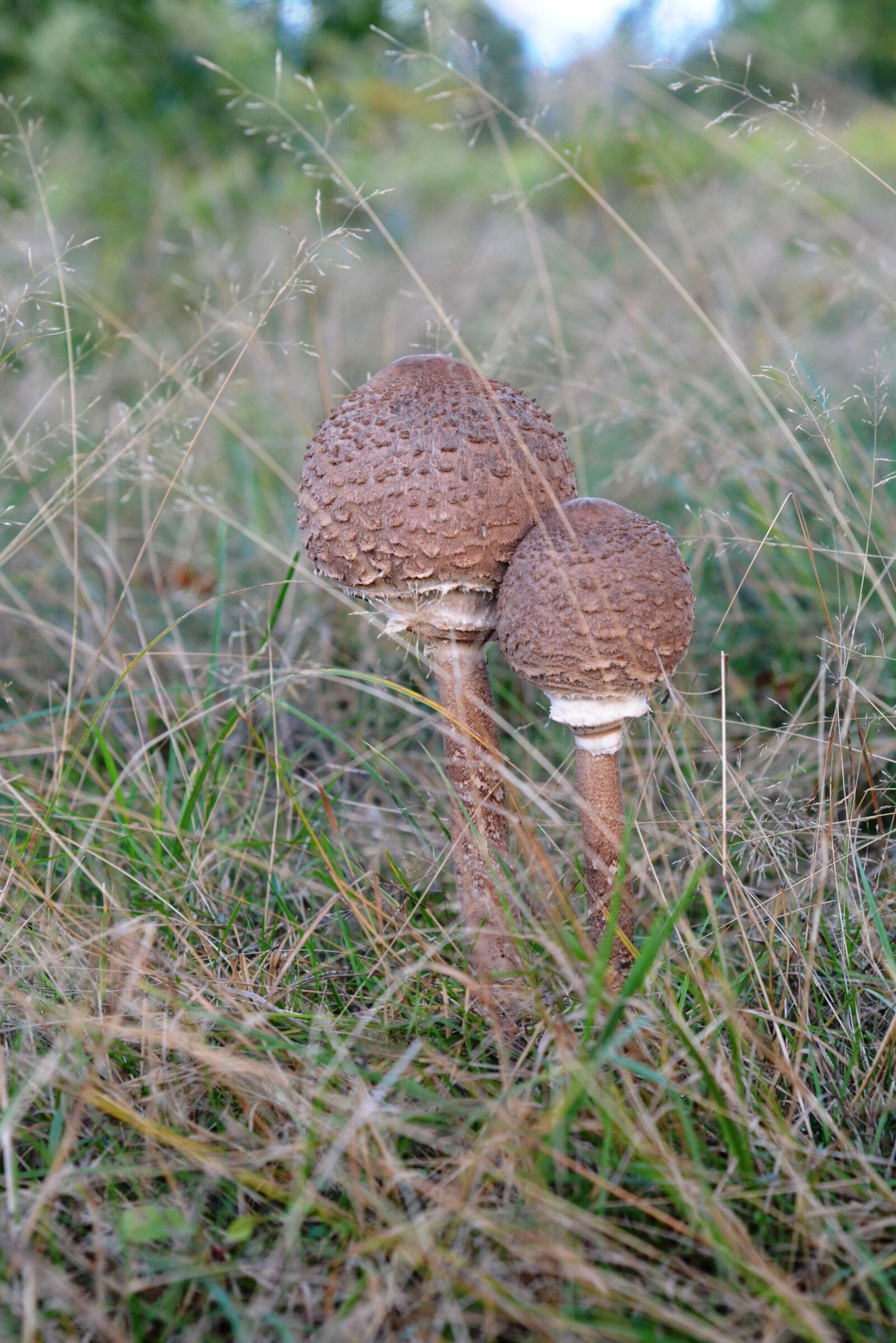 Nikon D5200 sample photo. Mushroom, mushrooms, autumn photography