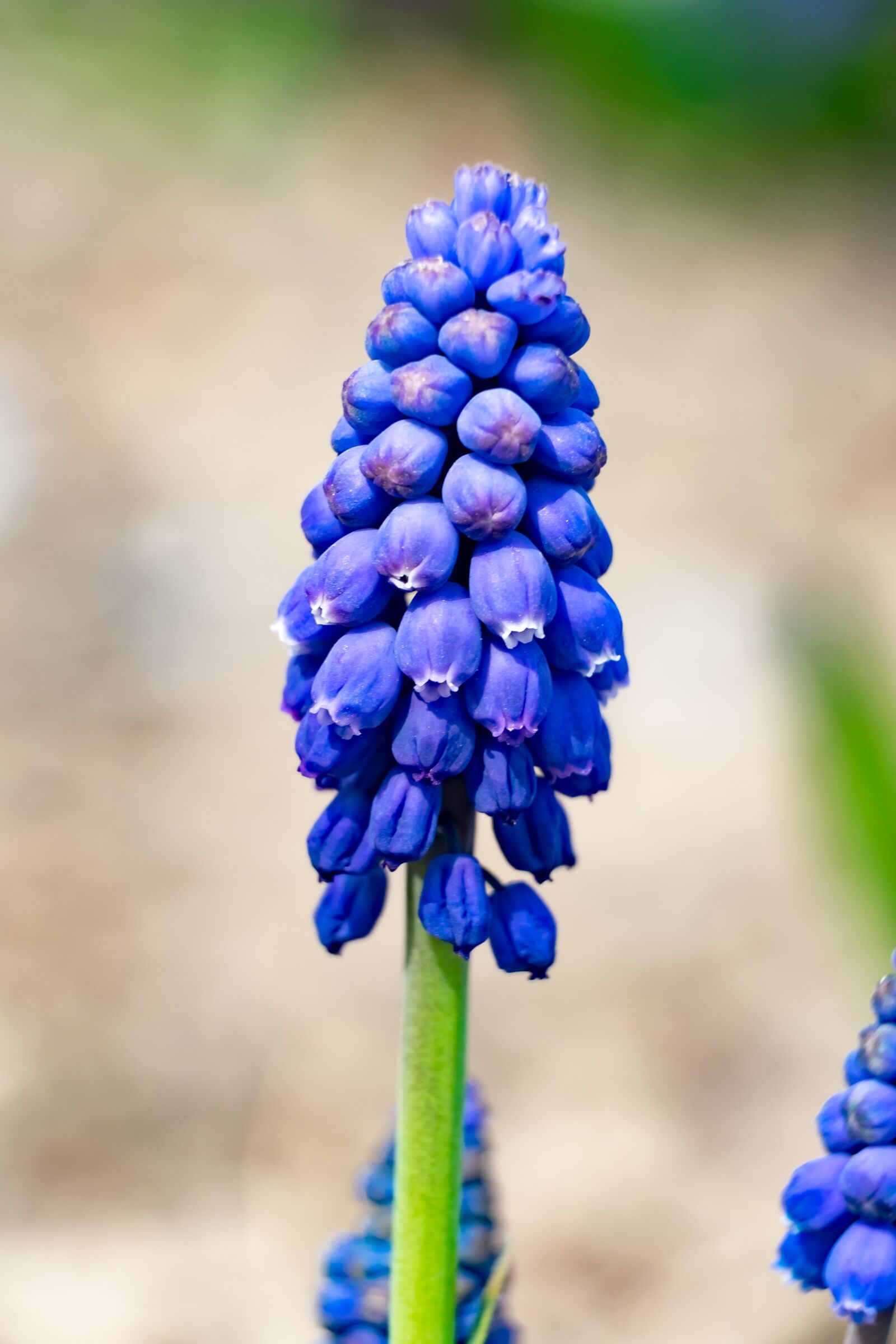 Fujifilm XF 55-200mm F3.5-4.8 R LM OIS sample photo. Flower, szafirek, spring photography