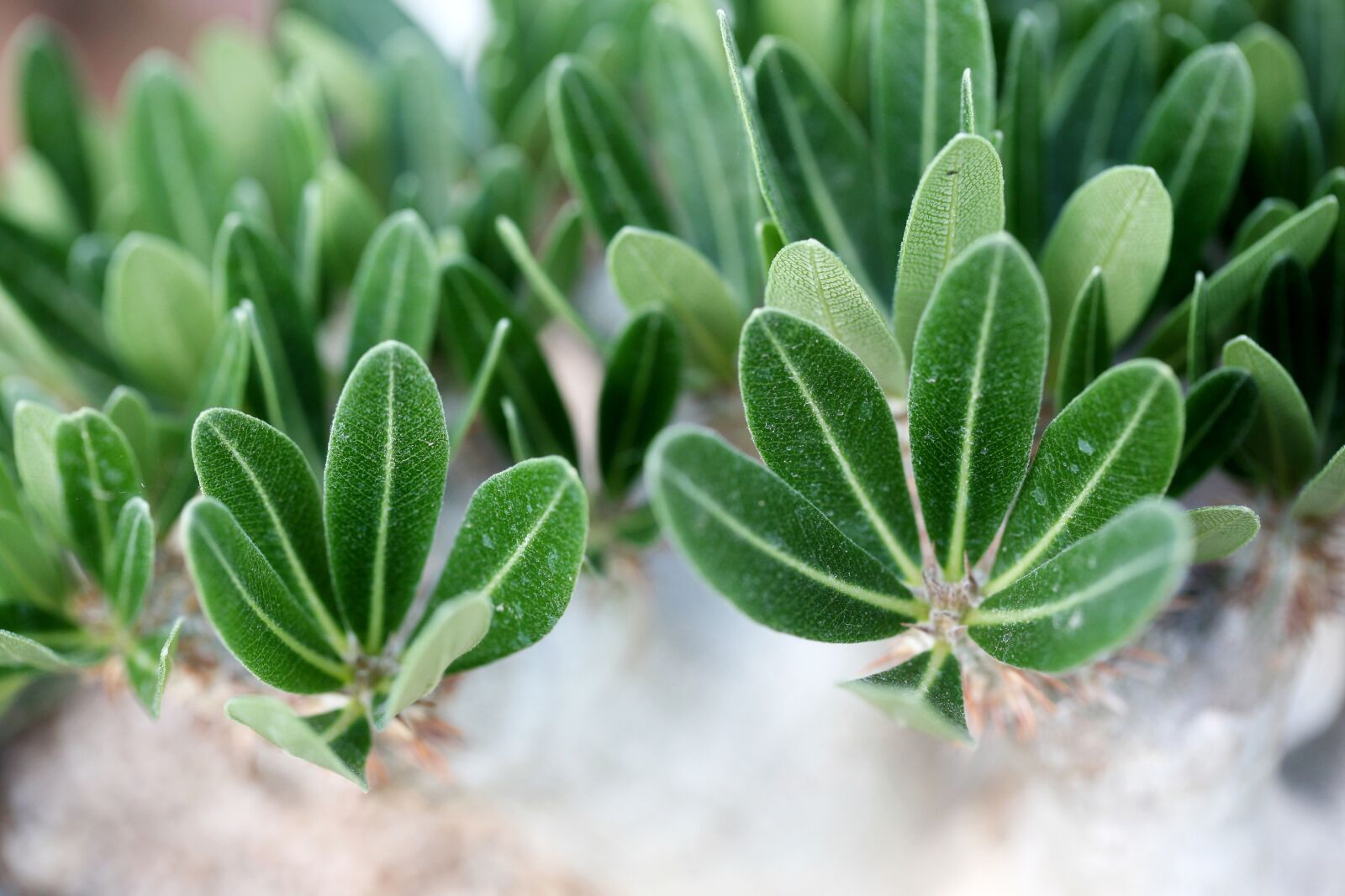 Canon EOS 5D sample photo. A fleshy plant, fleshy photography