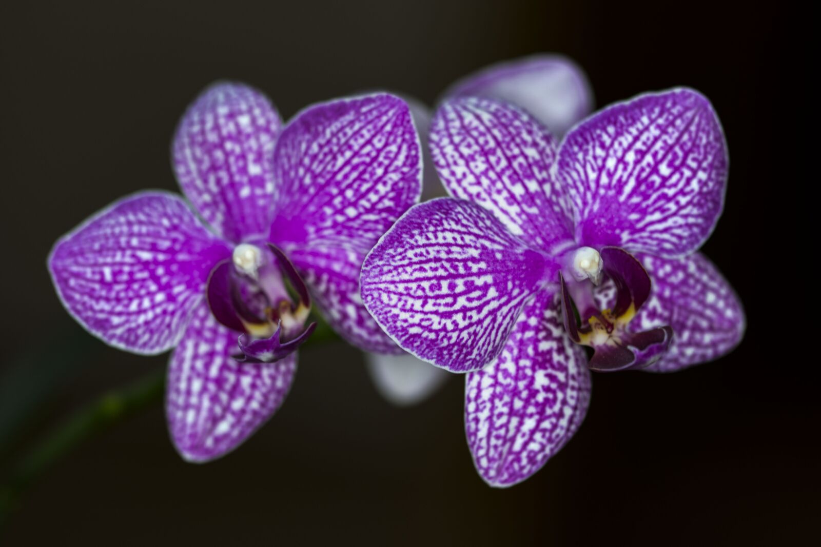 Nikon D5300 sample photo. Orchid, flower, nature photography