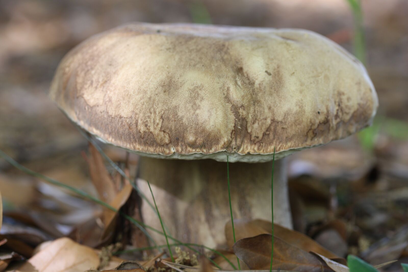 Canon EOS 700D (EOS Rebel T5i / EOS Kiss X7i) sample photo. Porcini, mushroom, edulis photography