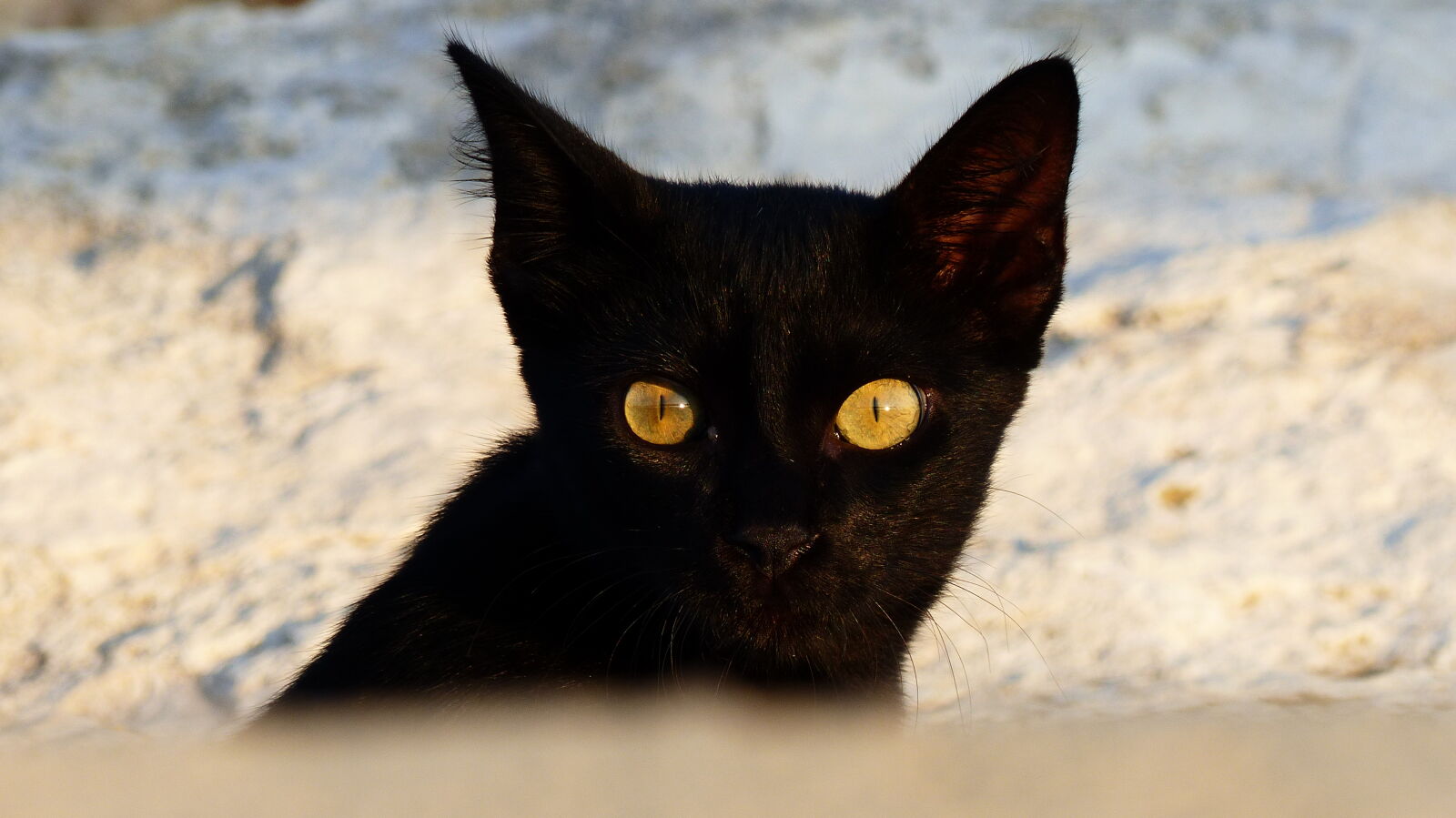 Panasonic Lumix DMC-FZ200 sample photo. Animal, blackcat, brighteyes, cat photography