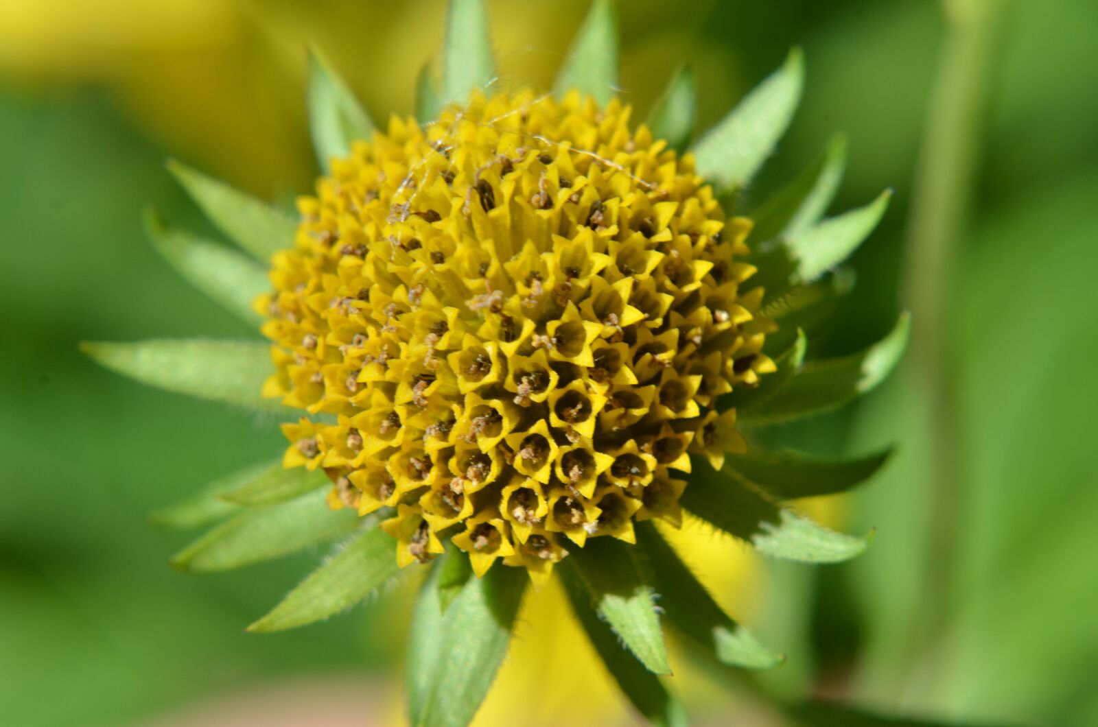 Nikon D7000 sample photo. Macro, close-up, flowers photography