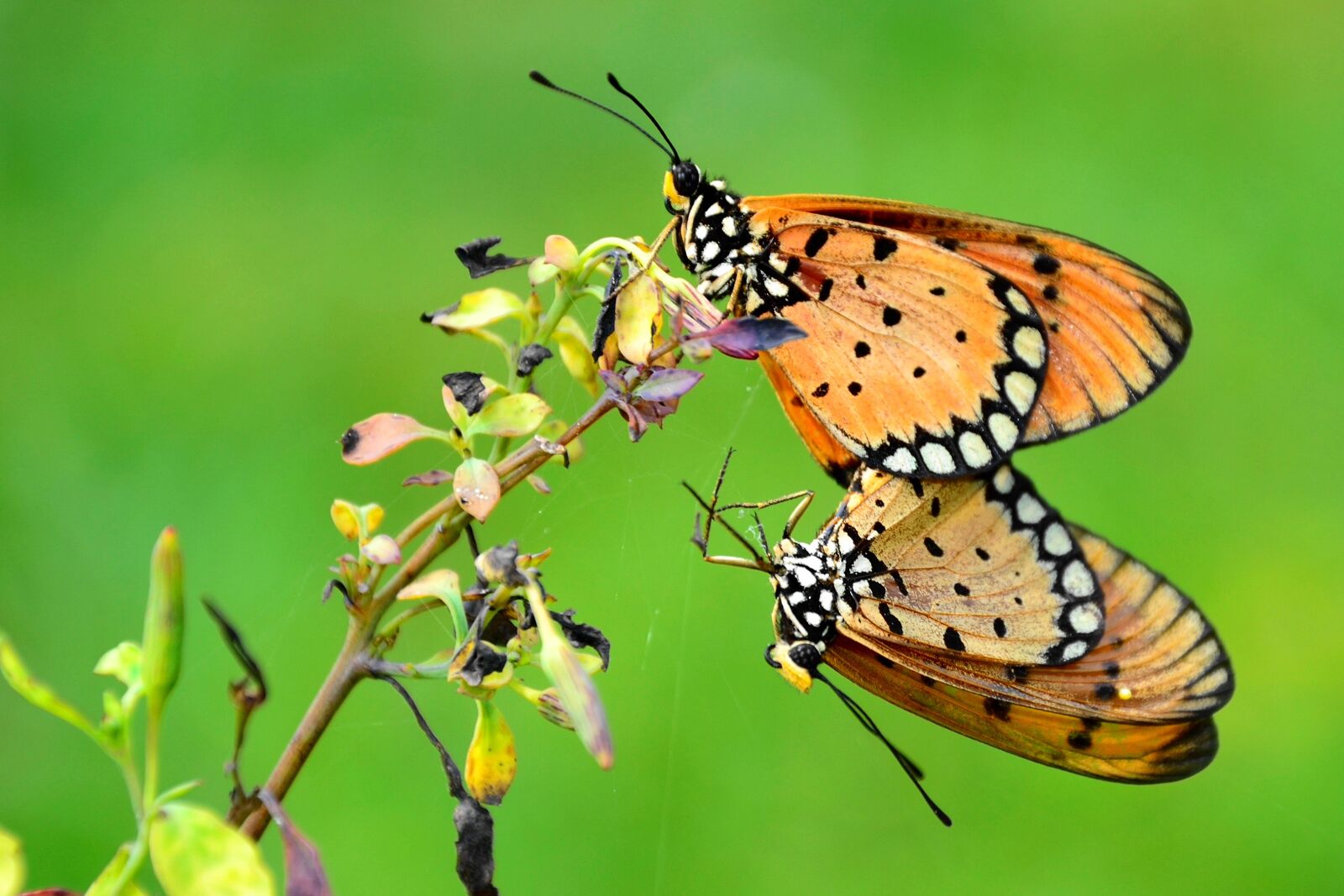 Nikon D3100 sample photo. Couple, butterfly, wildlife photography