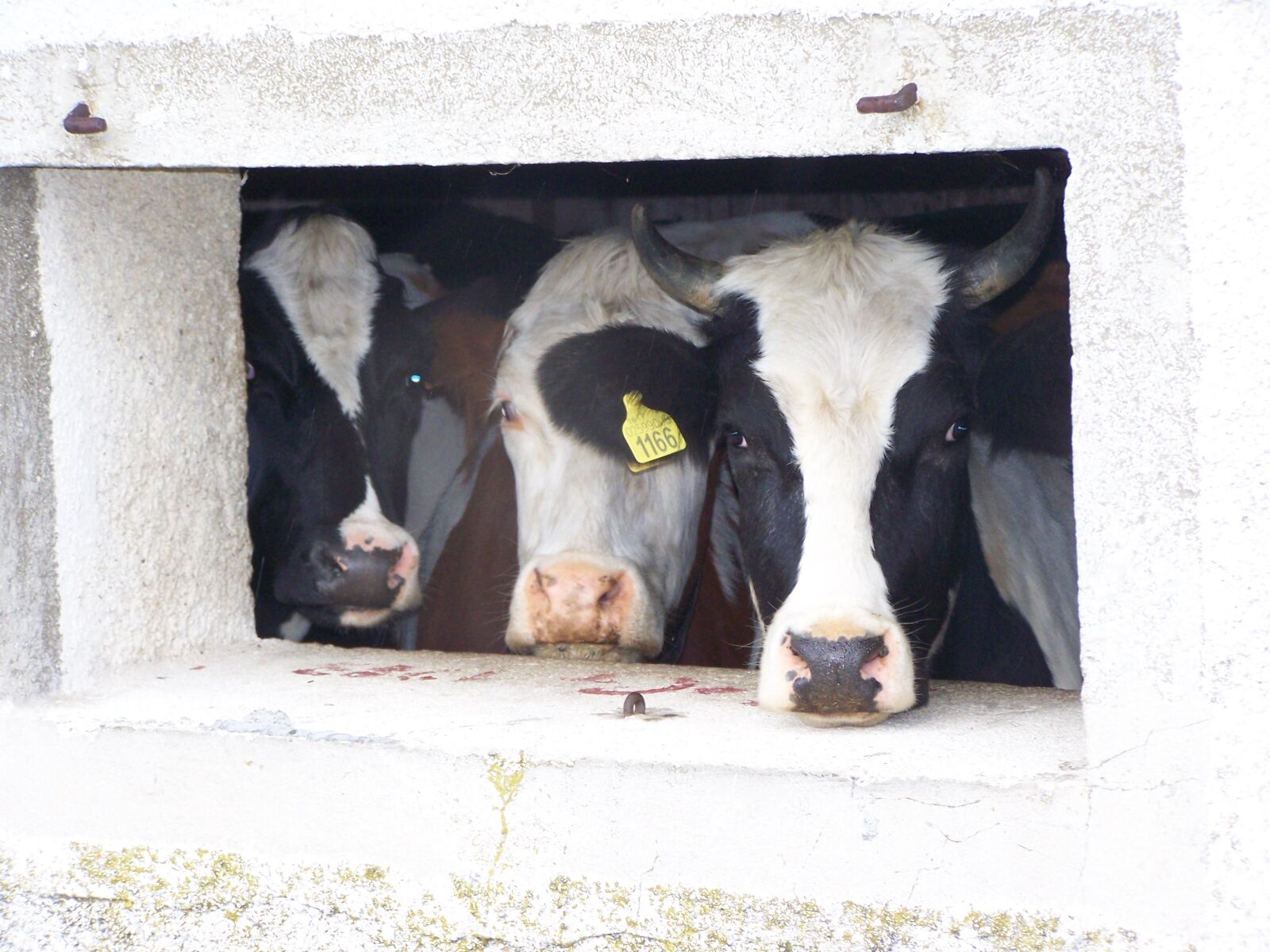 Kodak EASYSHARE Z710 ZOOM DIGITAL CAMERA sample photo. Cows, alm, window photography